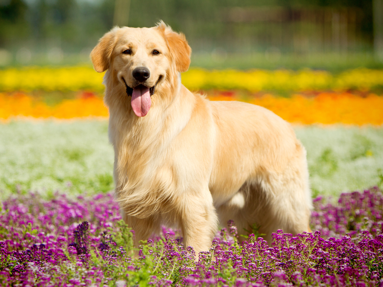 Золотистый ретривер с высунутым языком стоит в сиреневых цветах