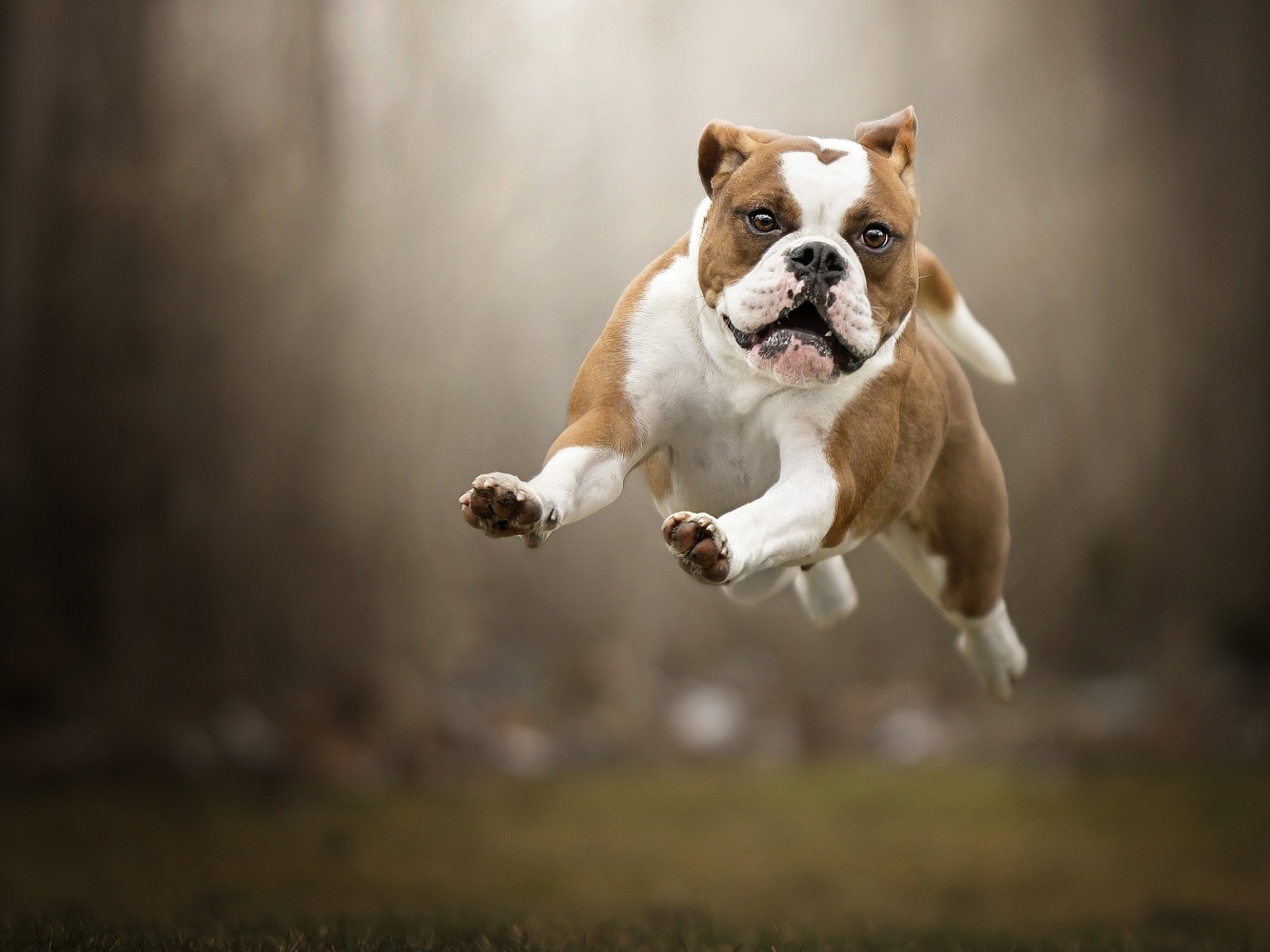 Довольный породистый пес бежит по траве