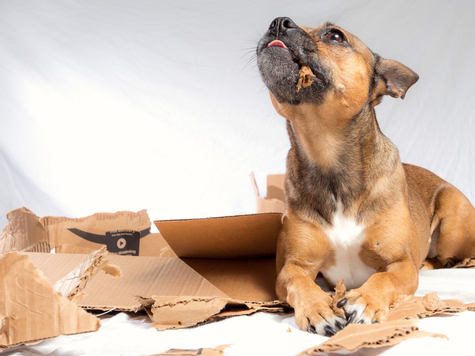 Маленький щенок грызет коробку 