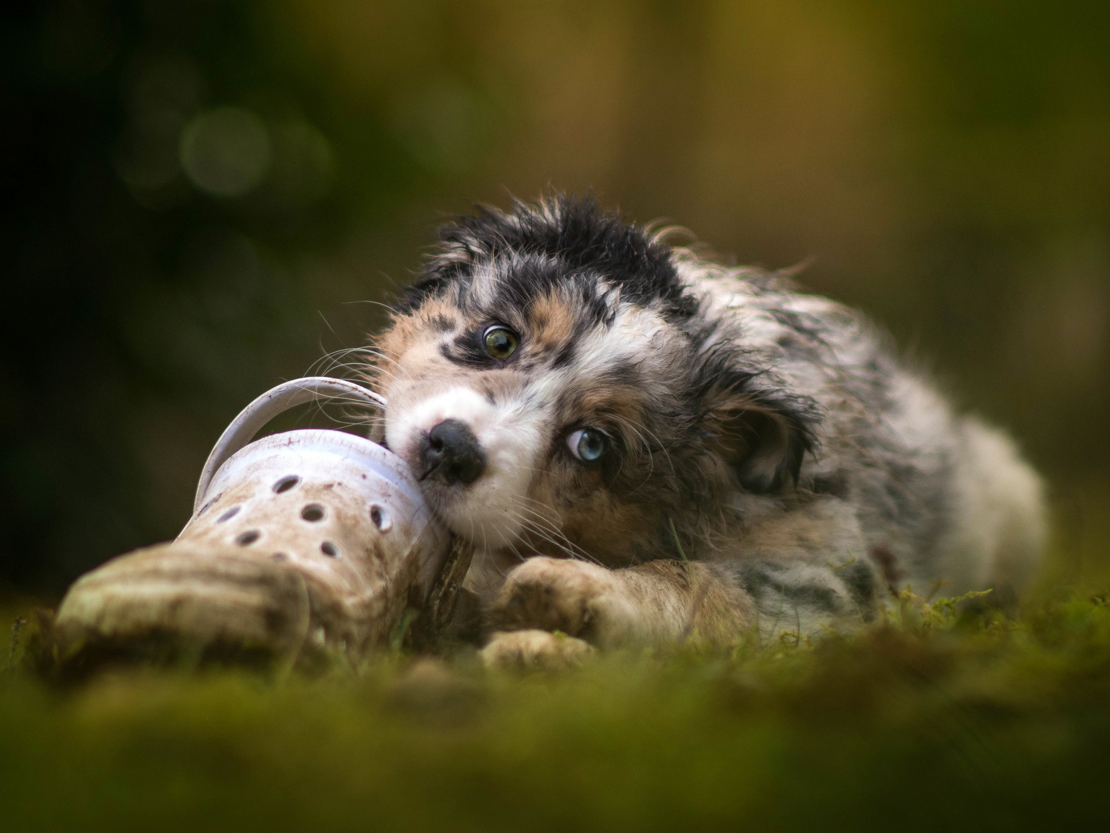 A little puppy of australian shepherd nibbles shoes