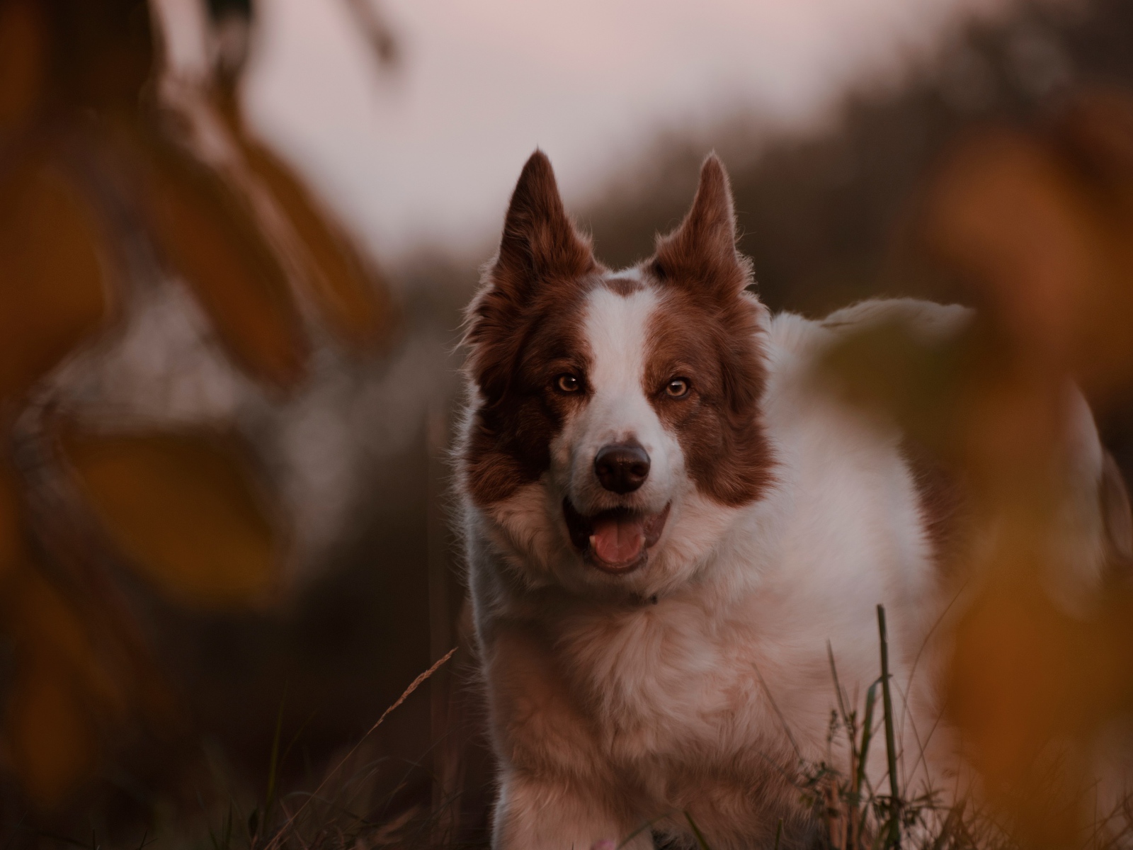 Породистая собака с открытой пастью