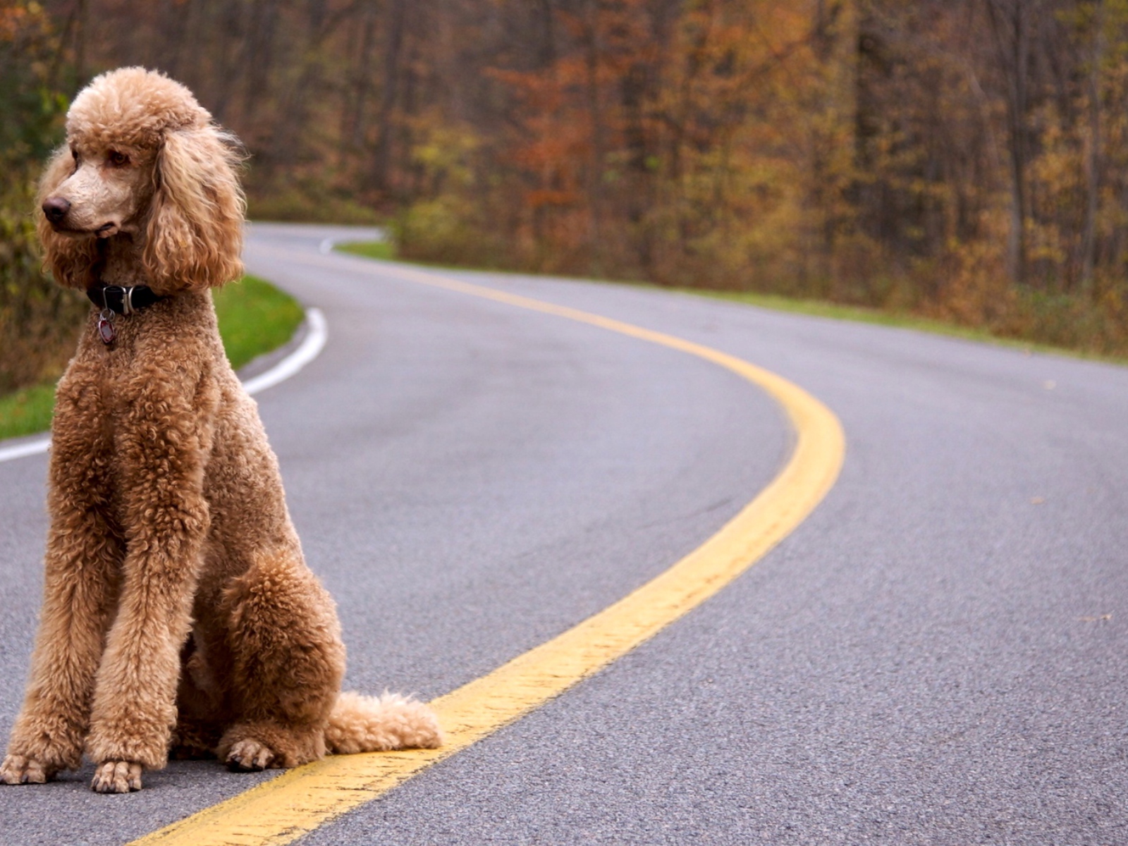 Пудель сидит на дороге