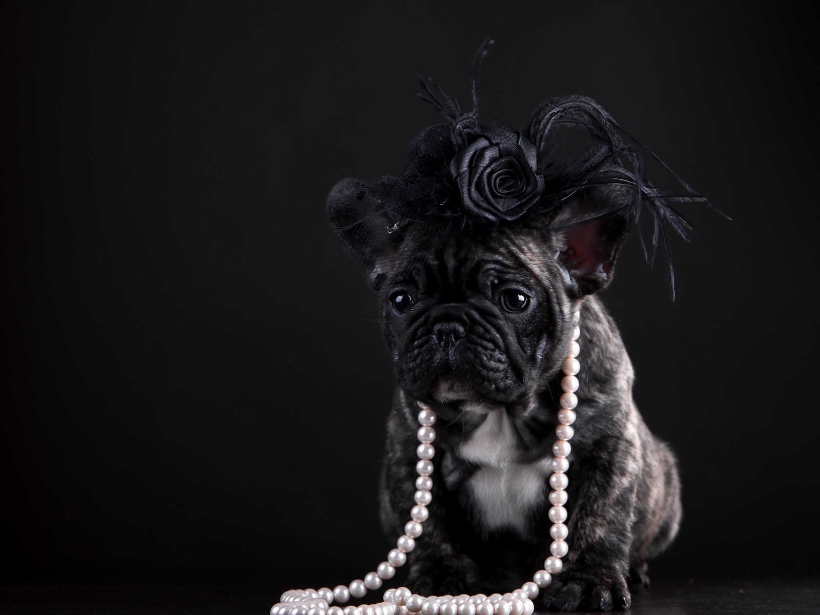 Щенок французского бульдога в бусах и шляпке