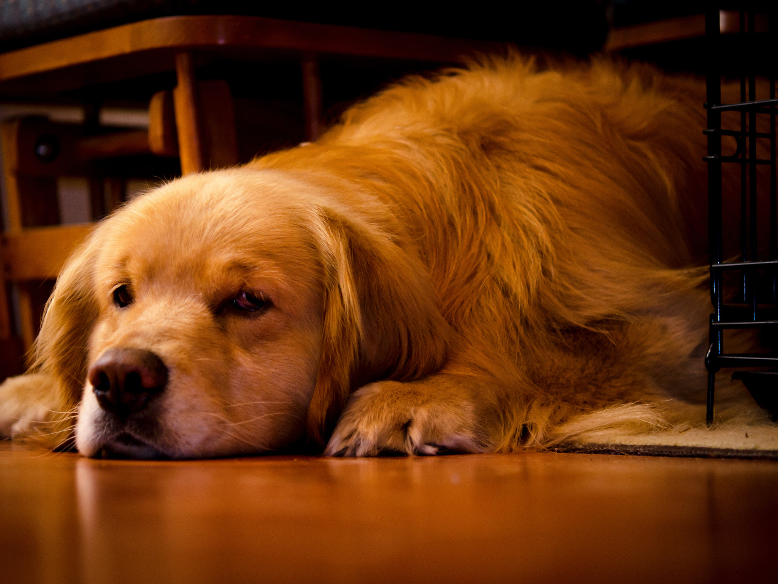 Грустный золотистый ретривер лежит под столом