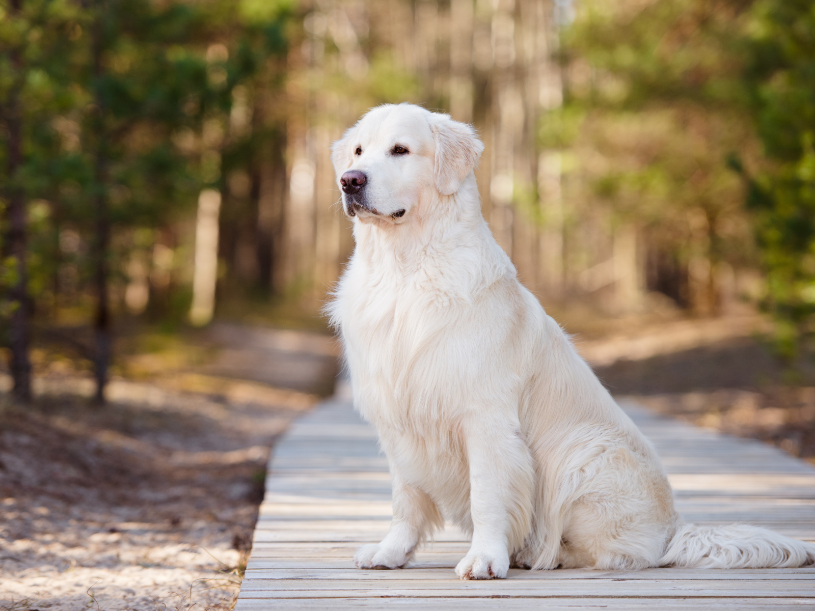 Серьезный золотистый ретривер сидит на деревянном мосту