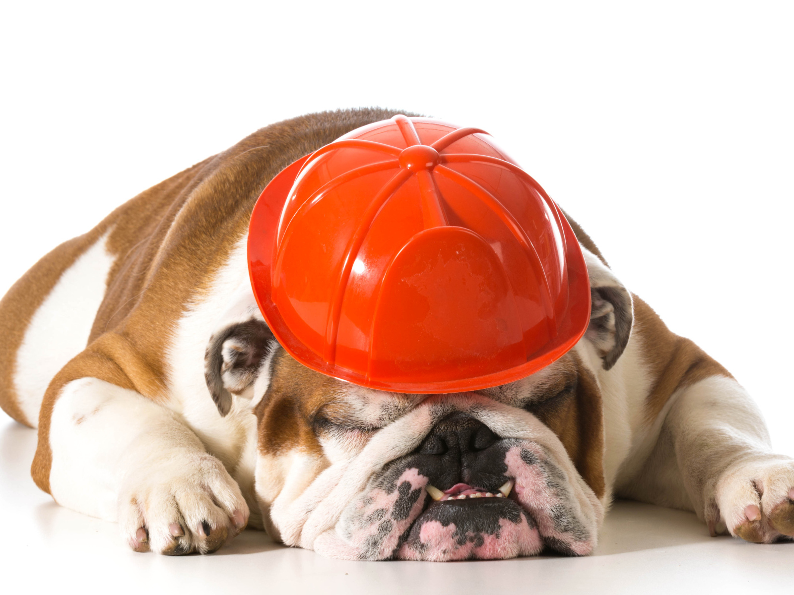 Спящий бульдог в каске на белом фоне