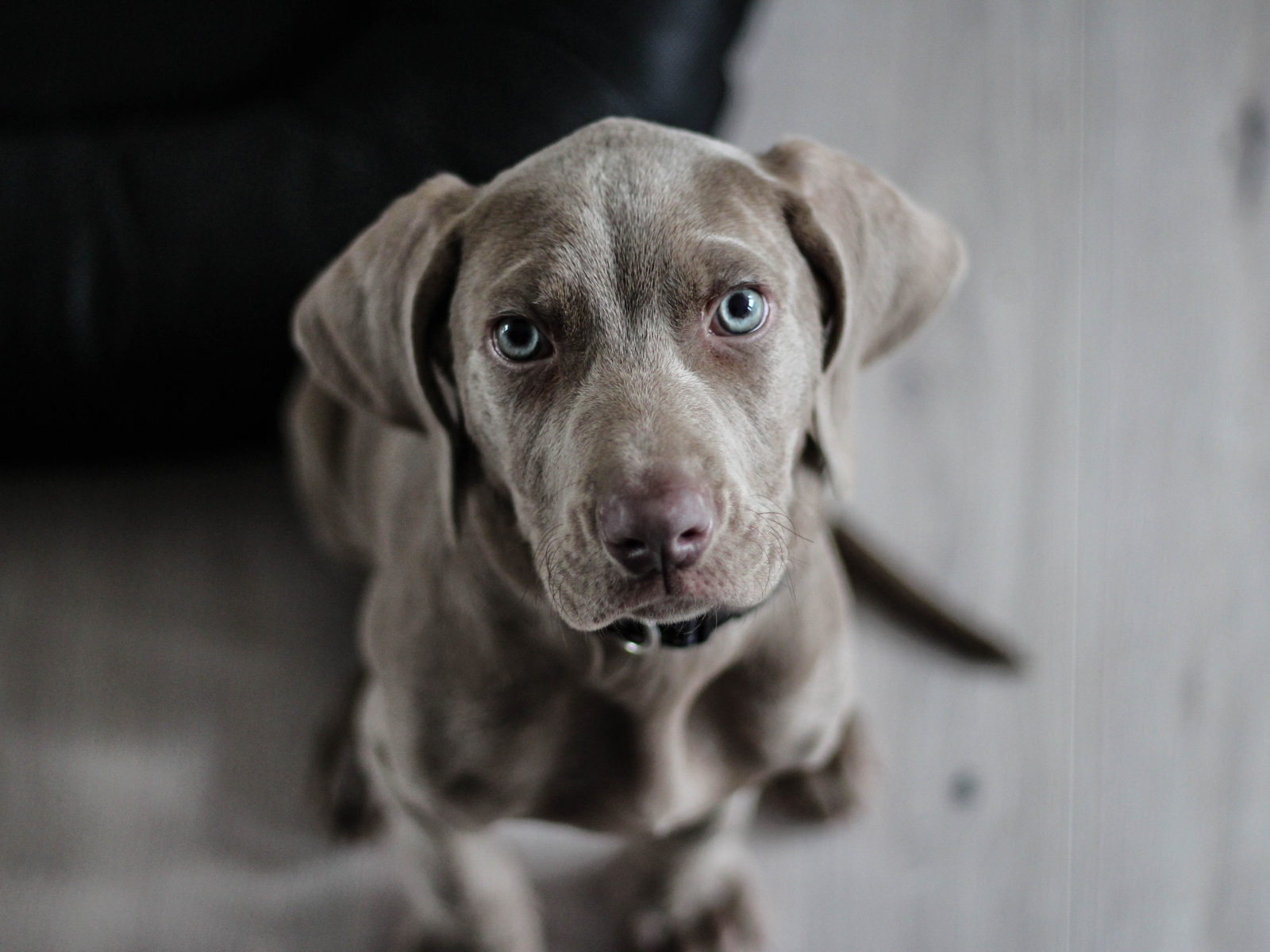 Маленький голубоглазый щенок породы Веймаранер