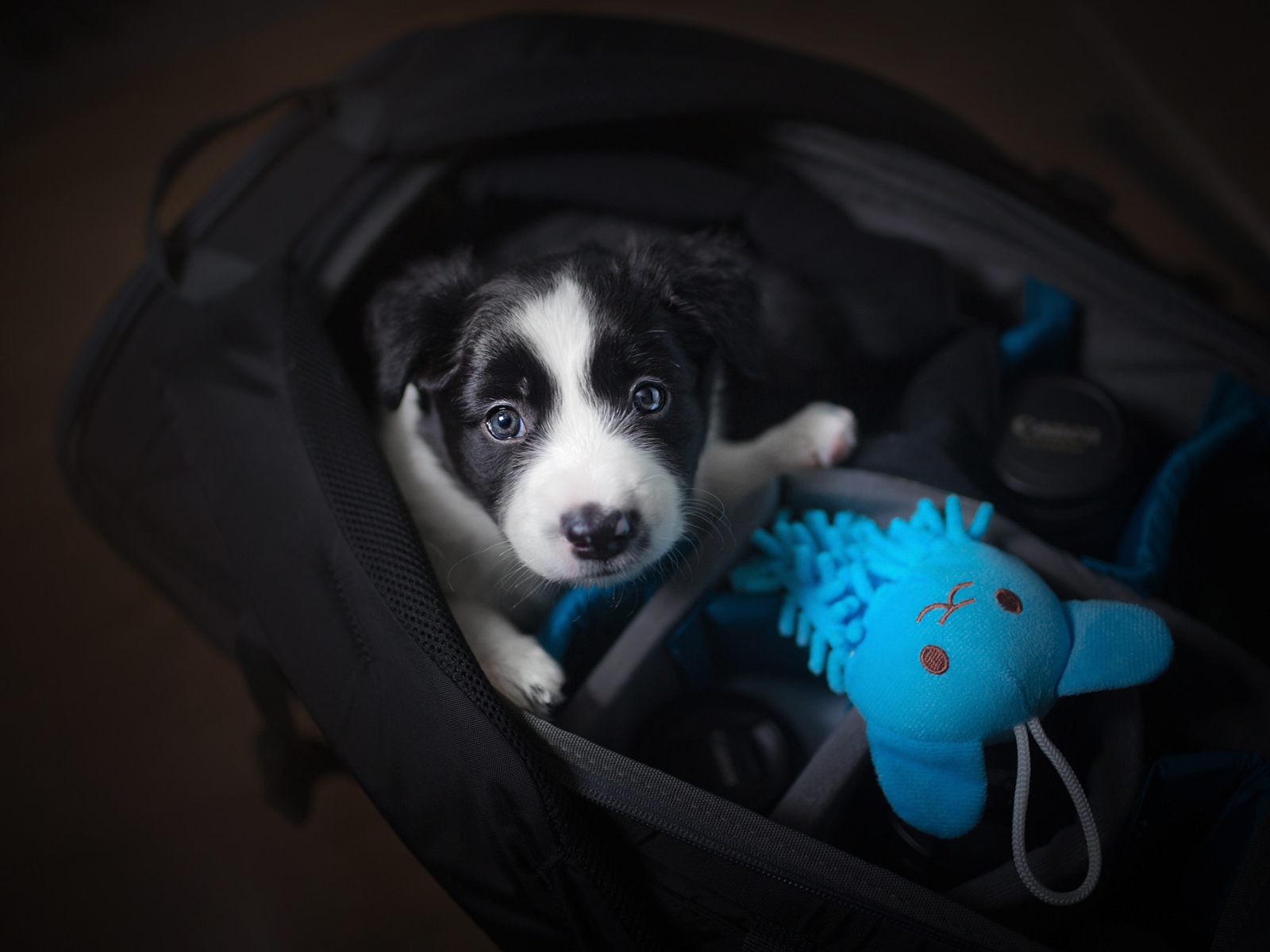 Маленький щенок сидит в сумке 