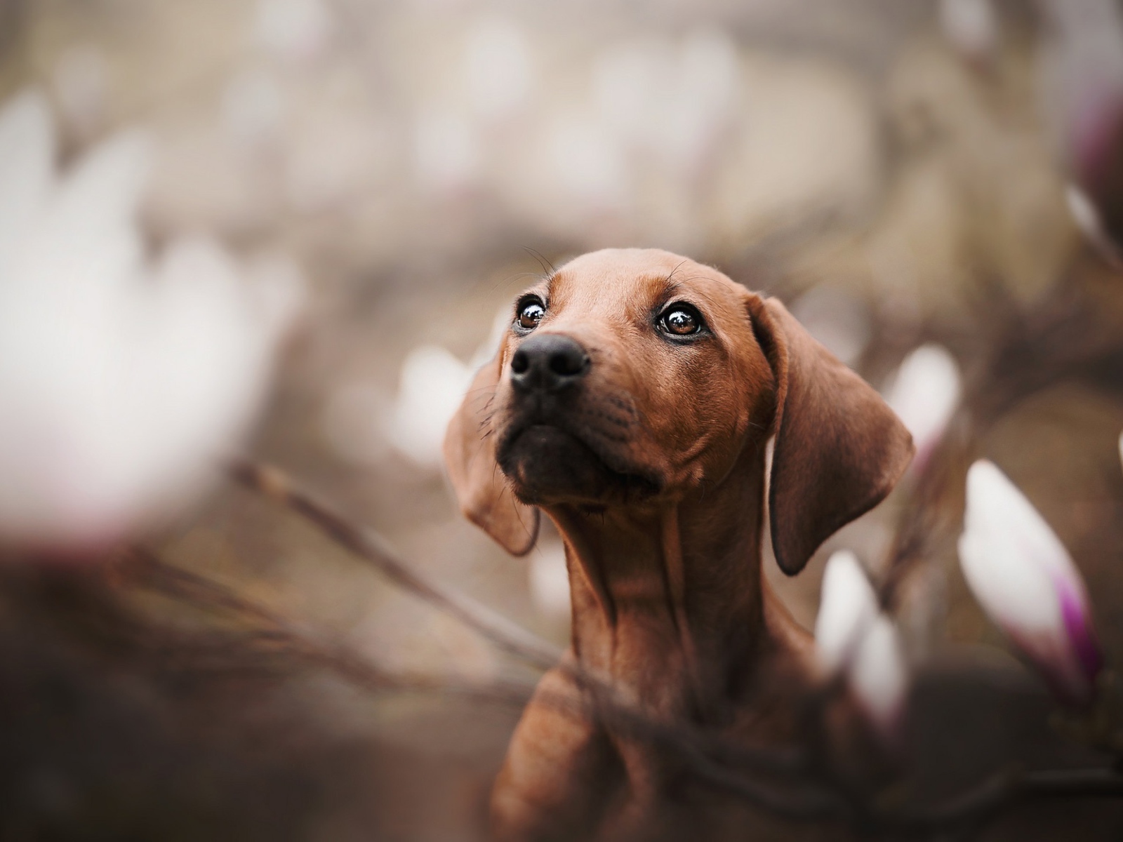 Маленькая грустная такса в розовых цветах
