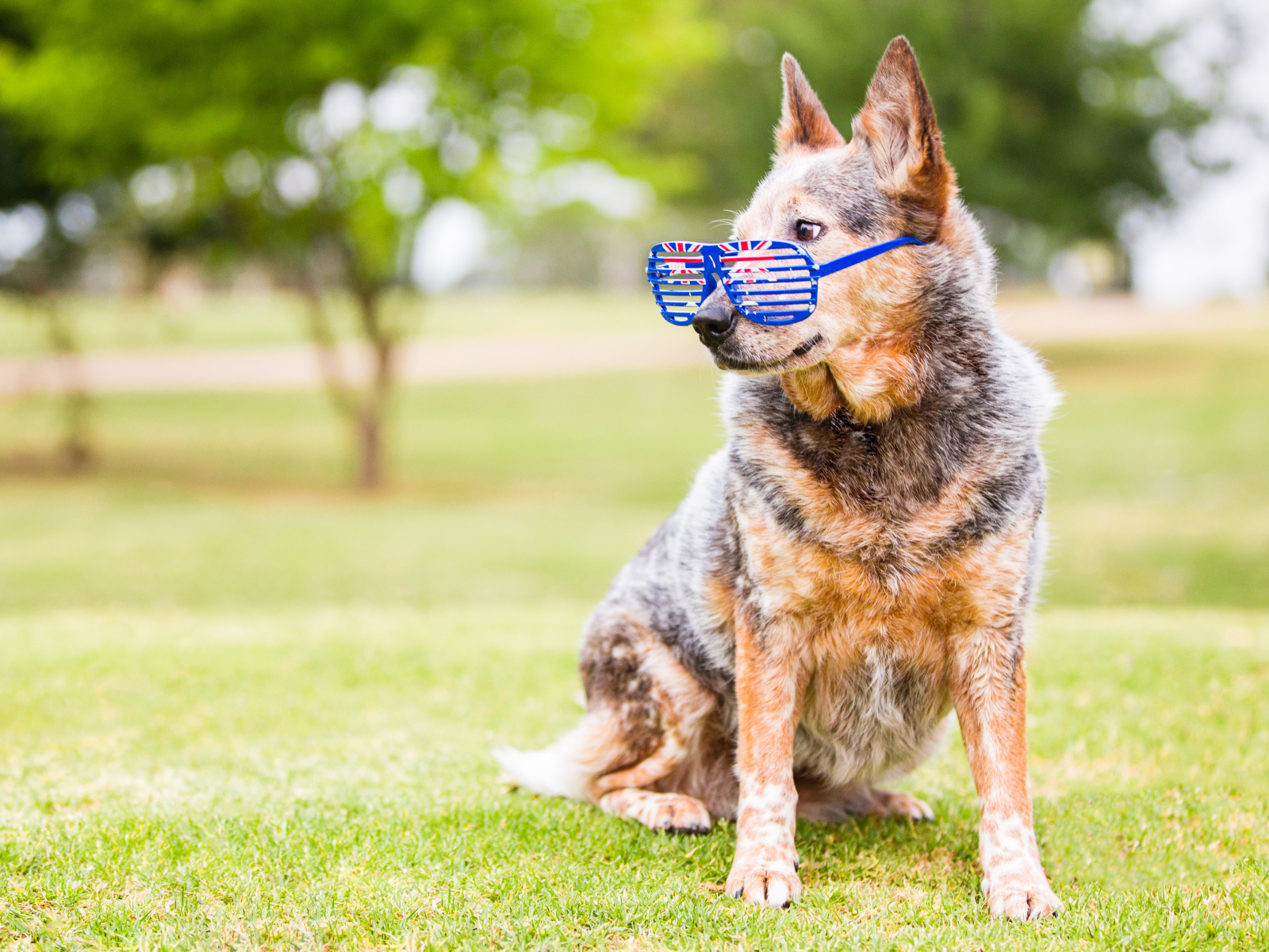 Австралийская пастушья собака  в очках на зеленой траве
