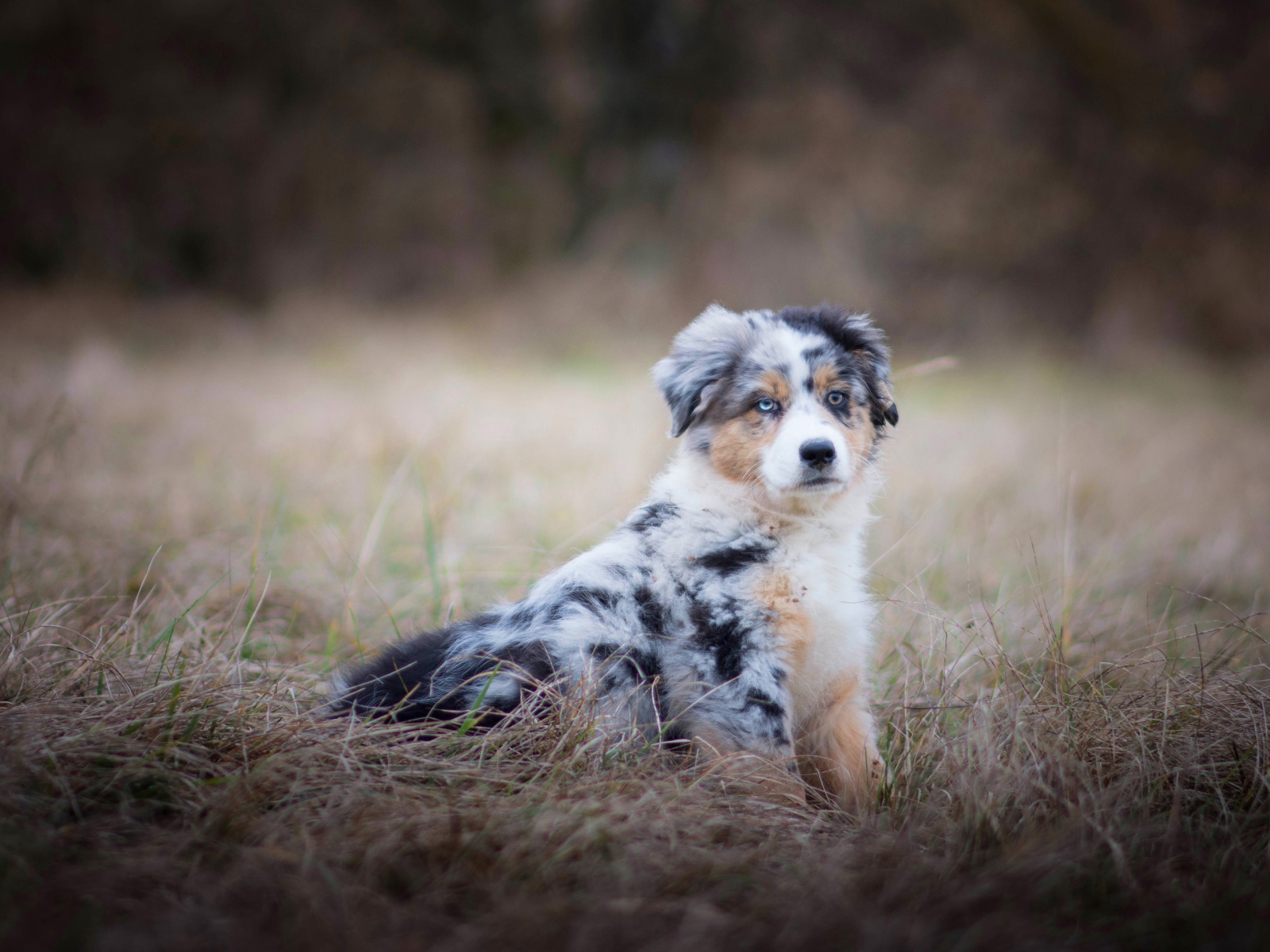 Щенок австралийской овчарки с разными глазами сидит на сухой траве
