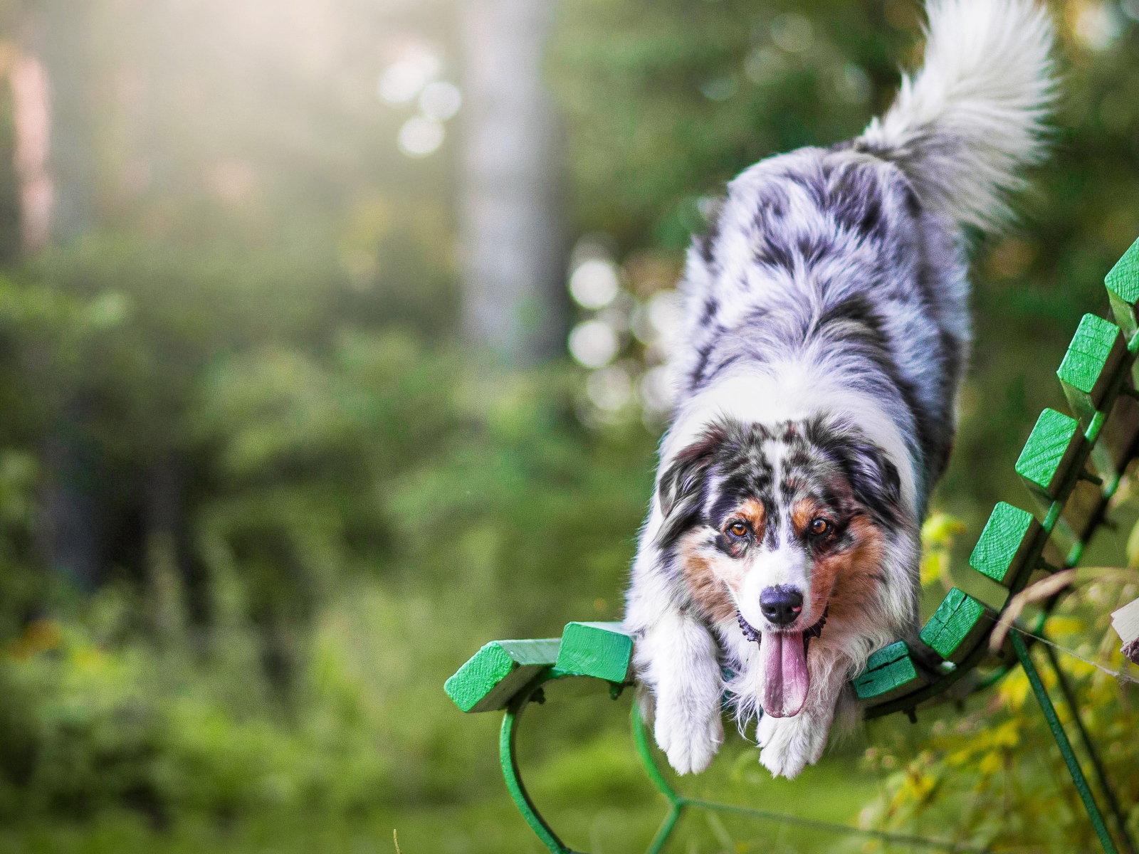 Австралийская овчарка с высунутым языком на лавке