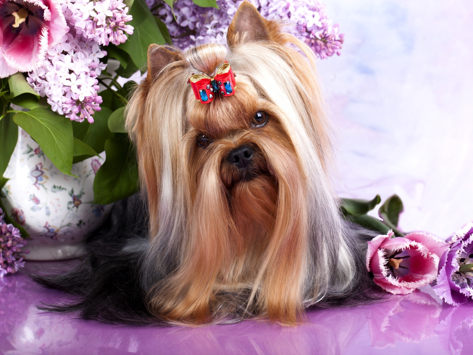 Австралийский шелковистый терьер с цветами сирени и тюльпанами