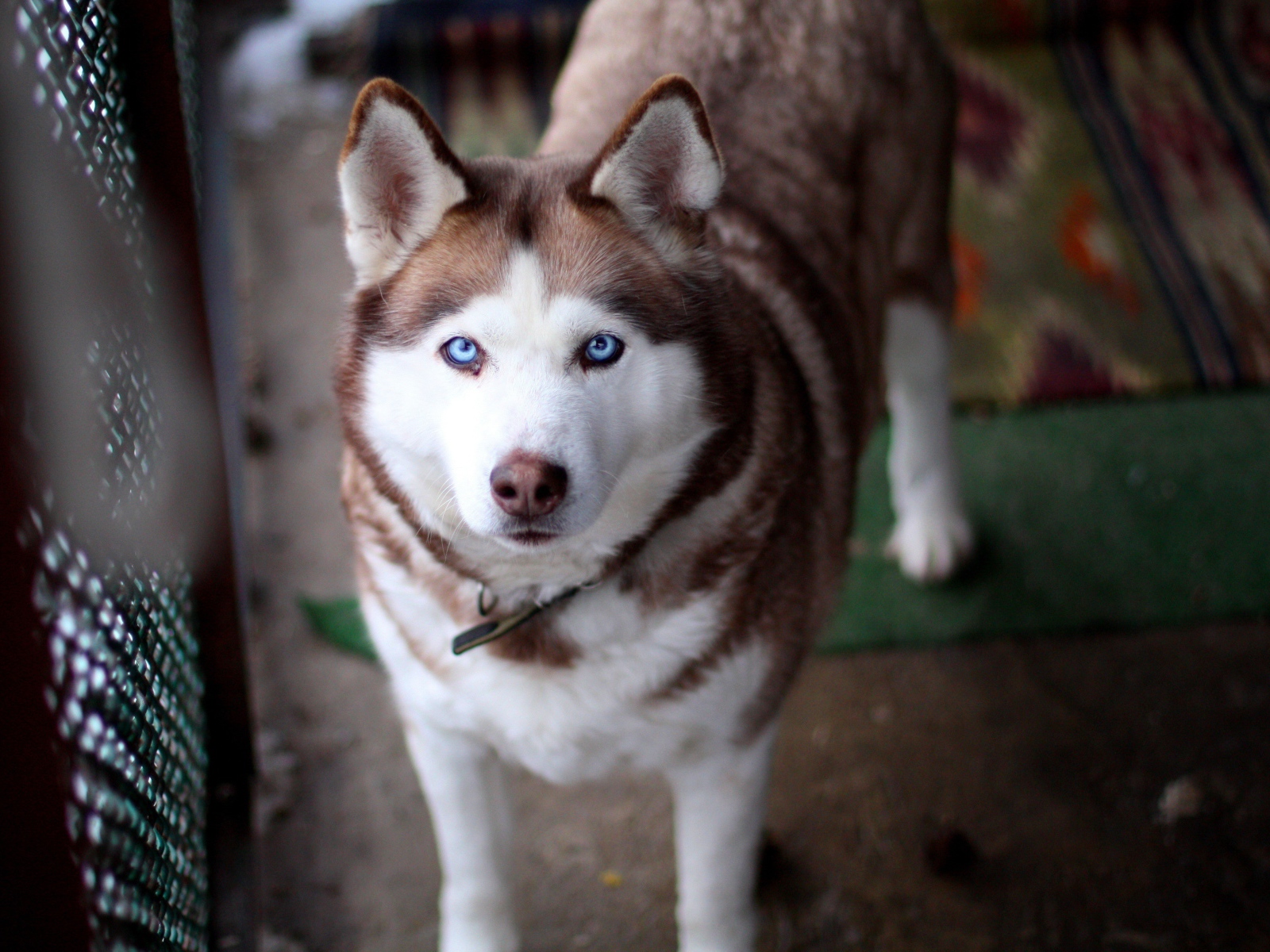 Красивый голубоглазый хаски