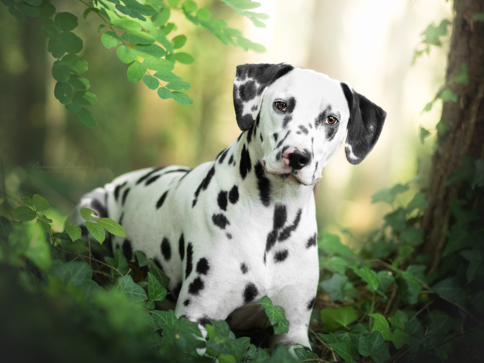 Красивый пятнистый далматин в зеленых листьях 