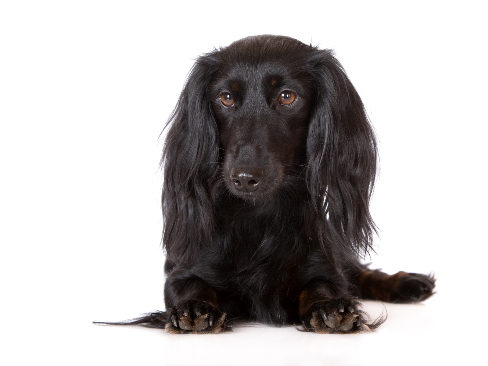 Черная такса на белом фоне