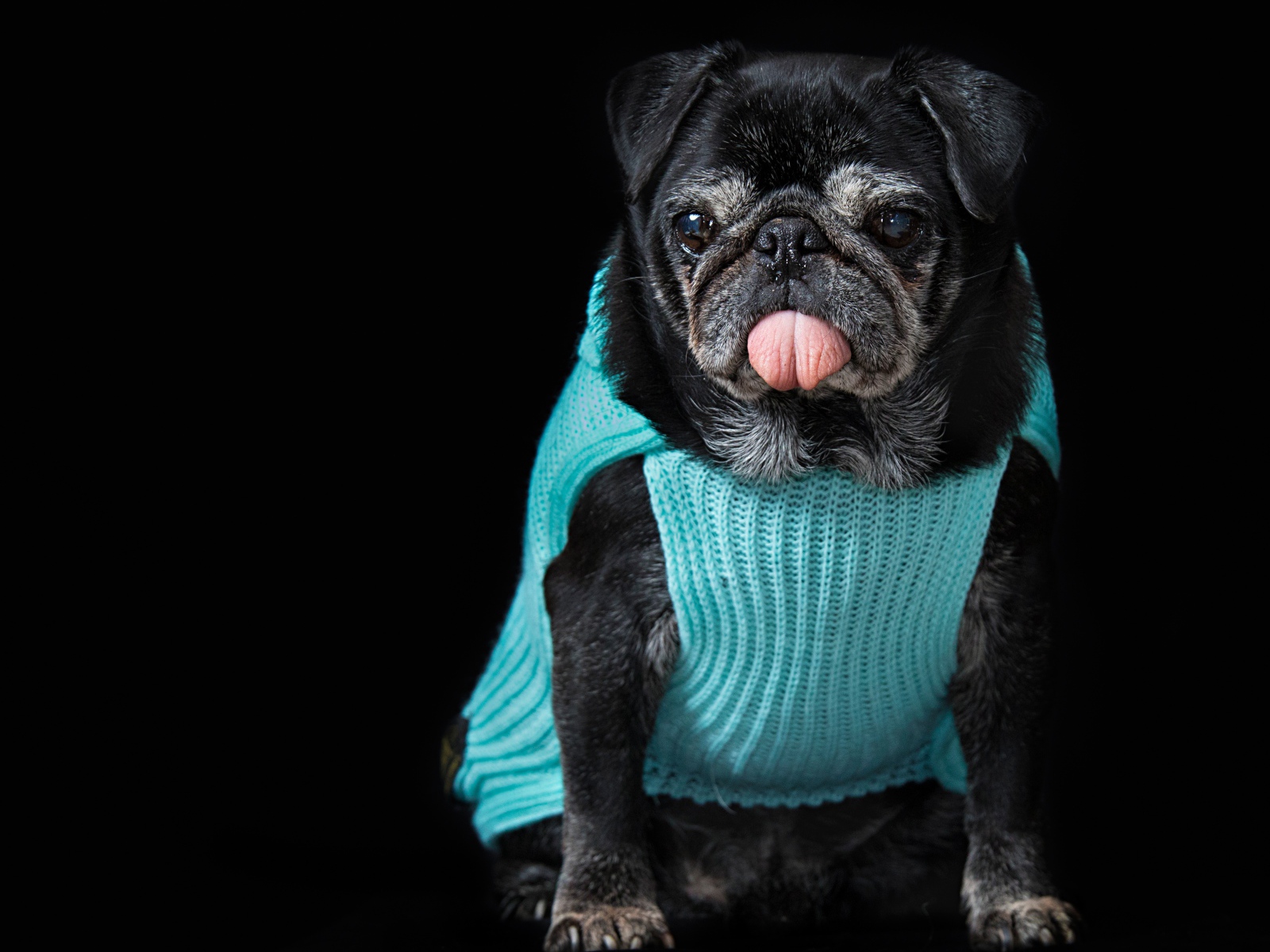 Черный мопс в свитере с высунутым языком