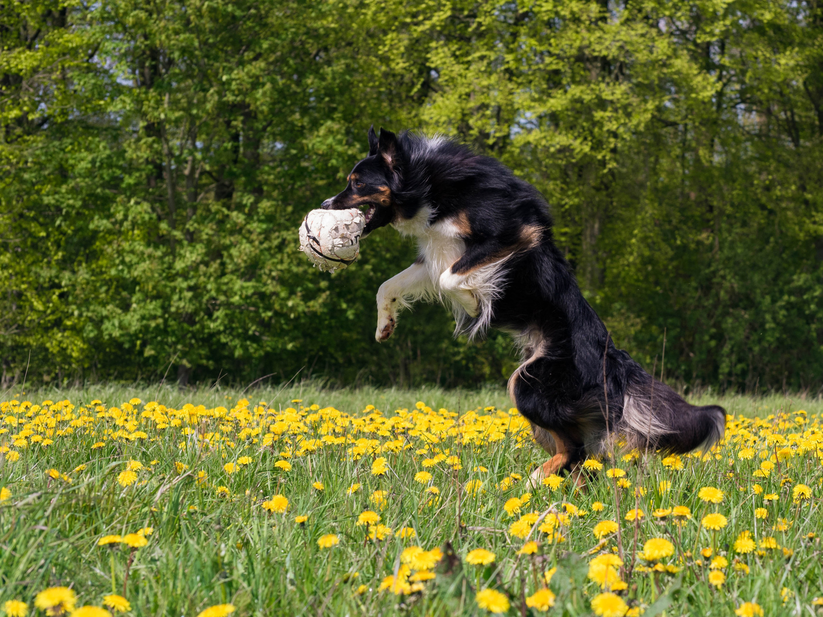 Собака породы бордер колли с мячом в зубах прыгает на поле с желтыми одуванчиками