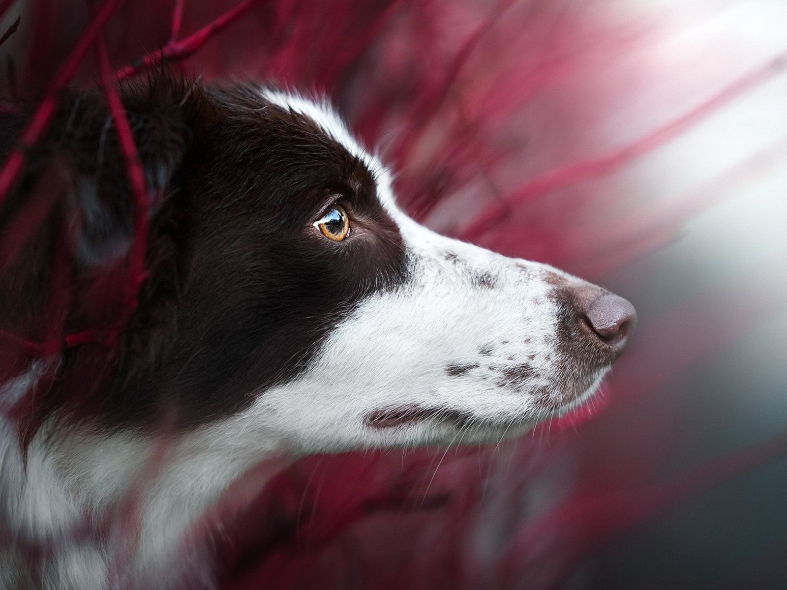 Любопытный взгляд  собаки породы бордер колли