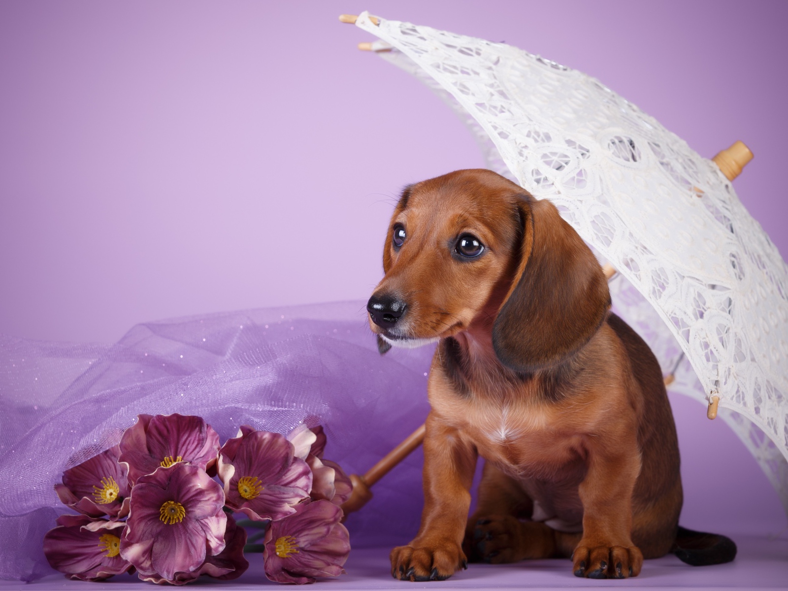 Такса под белым зонтом на фиолетовом фоне