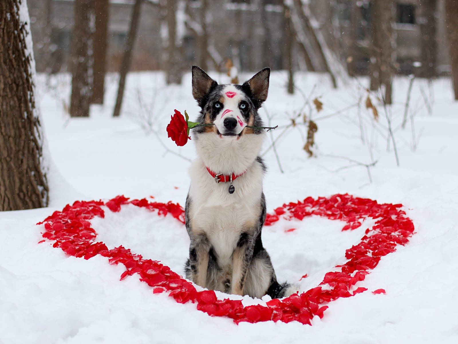 Собака породы Бордер-колли с розой в зубах сидит на снегу с сердцем из лепестков