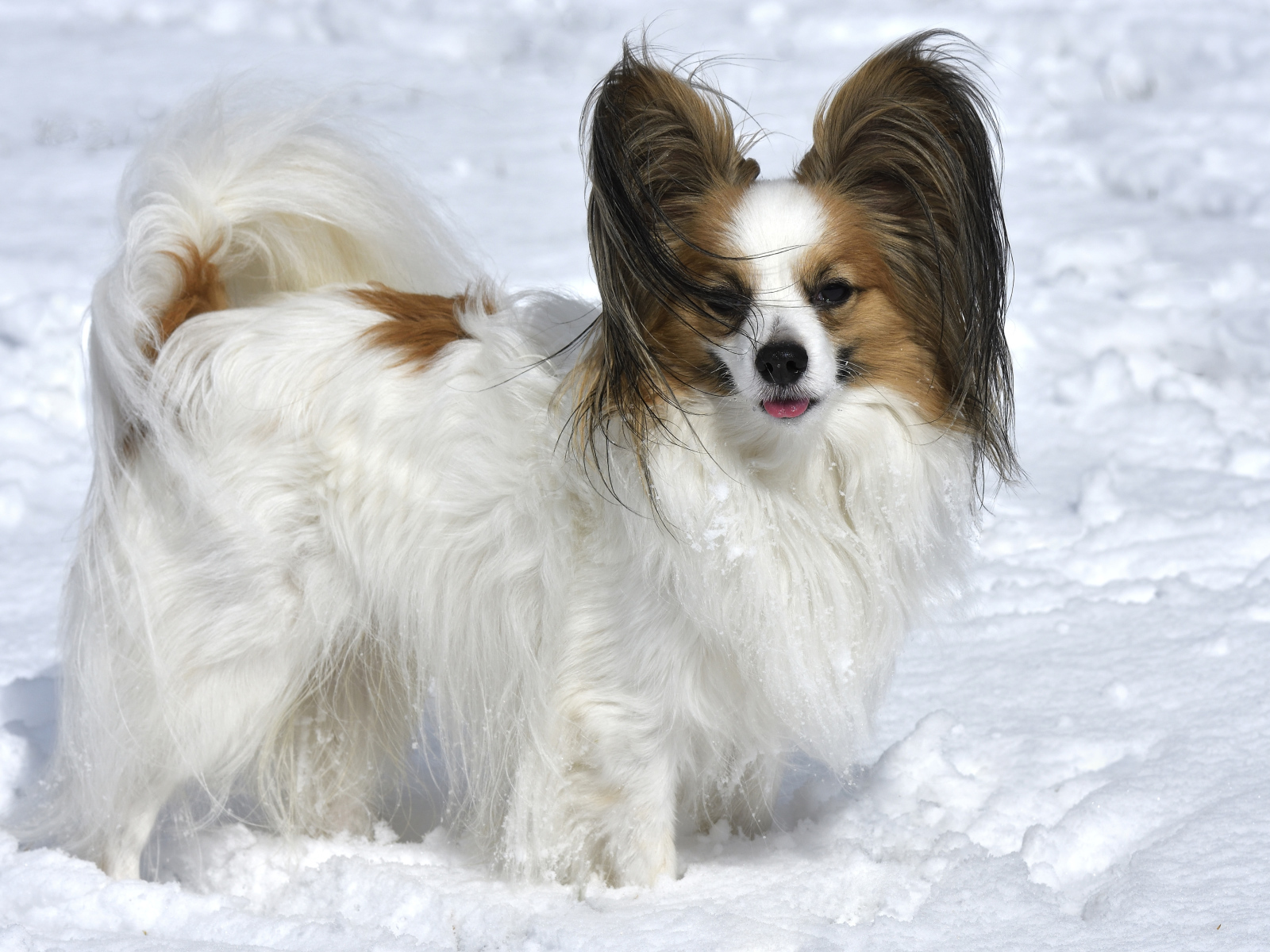 Пес породы Кинг-чарльз-спаниель стоит на снегу