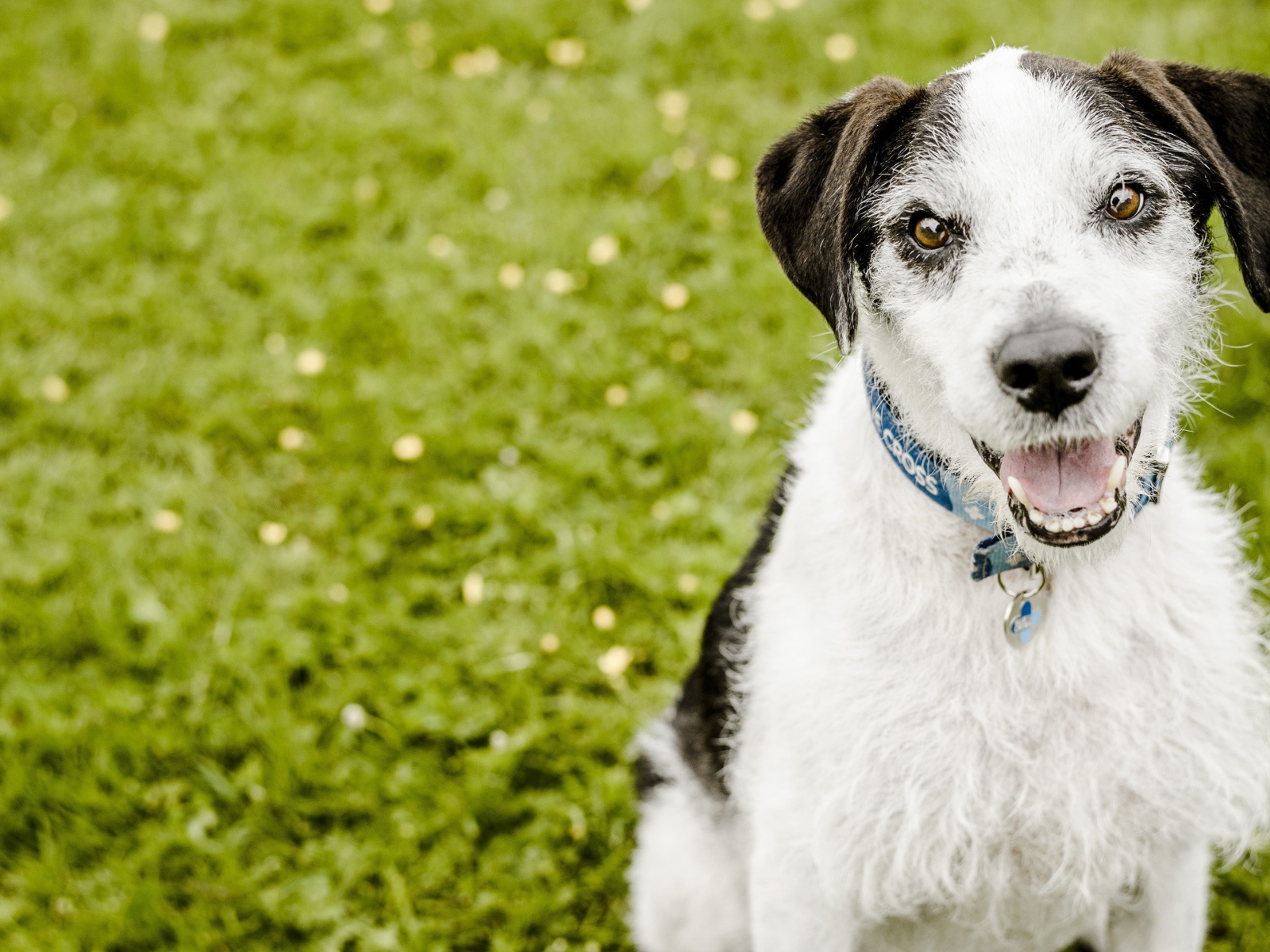 Пес с высунутым языком сидит на зеленой траве