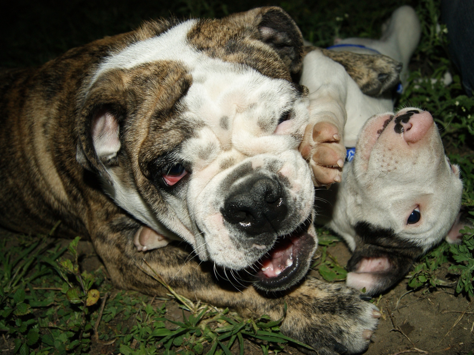 Английский бульдог со щенком играют на траве