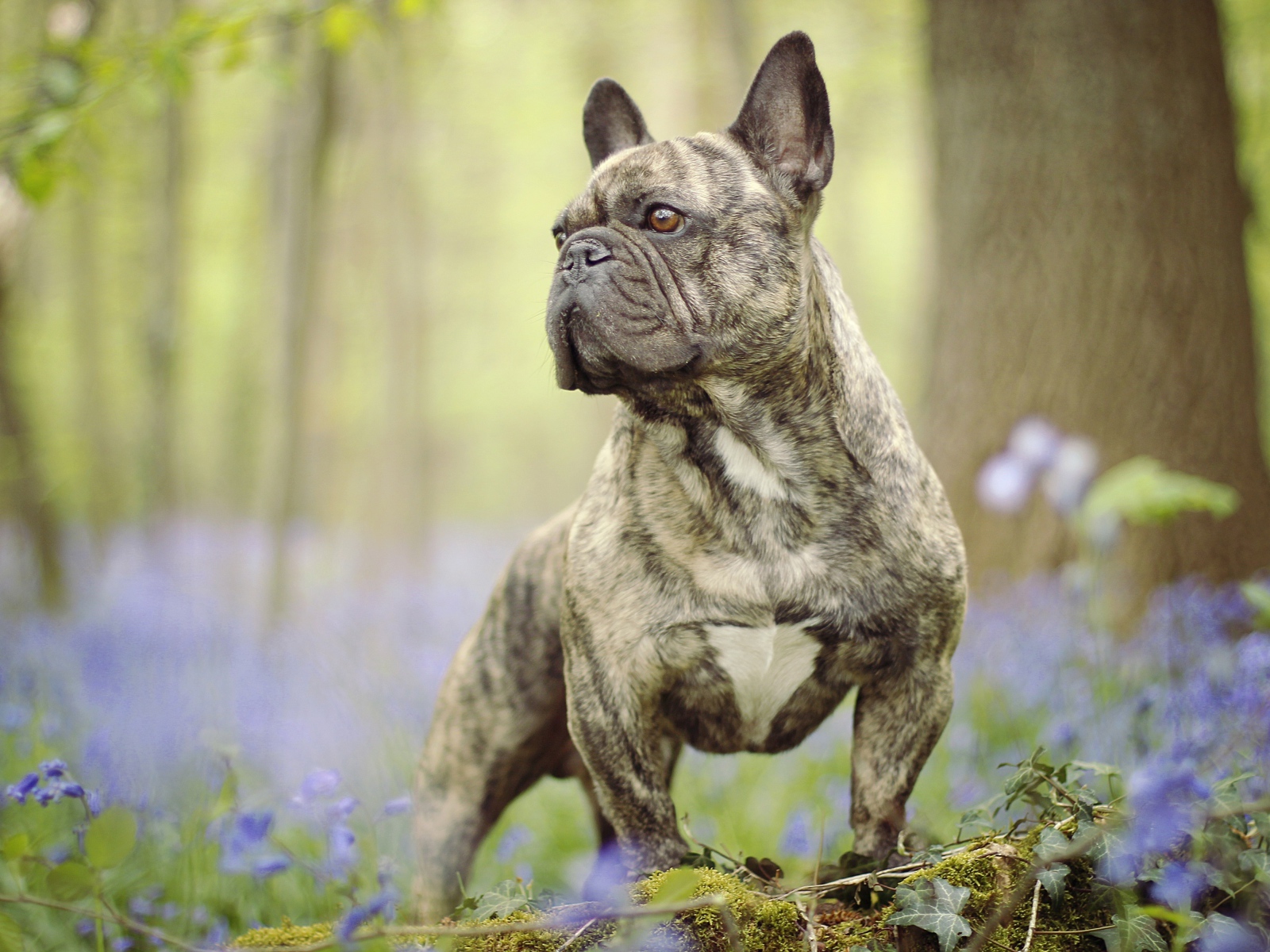 Французский бульдог гуляет по лесу