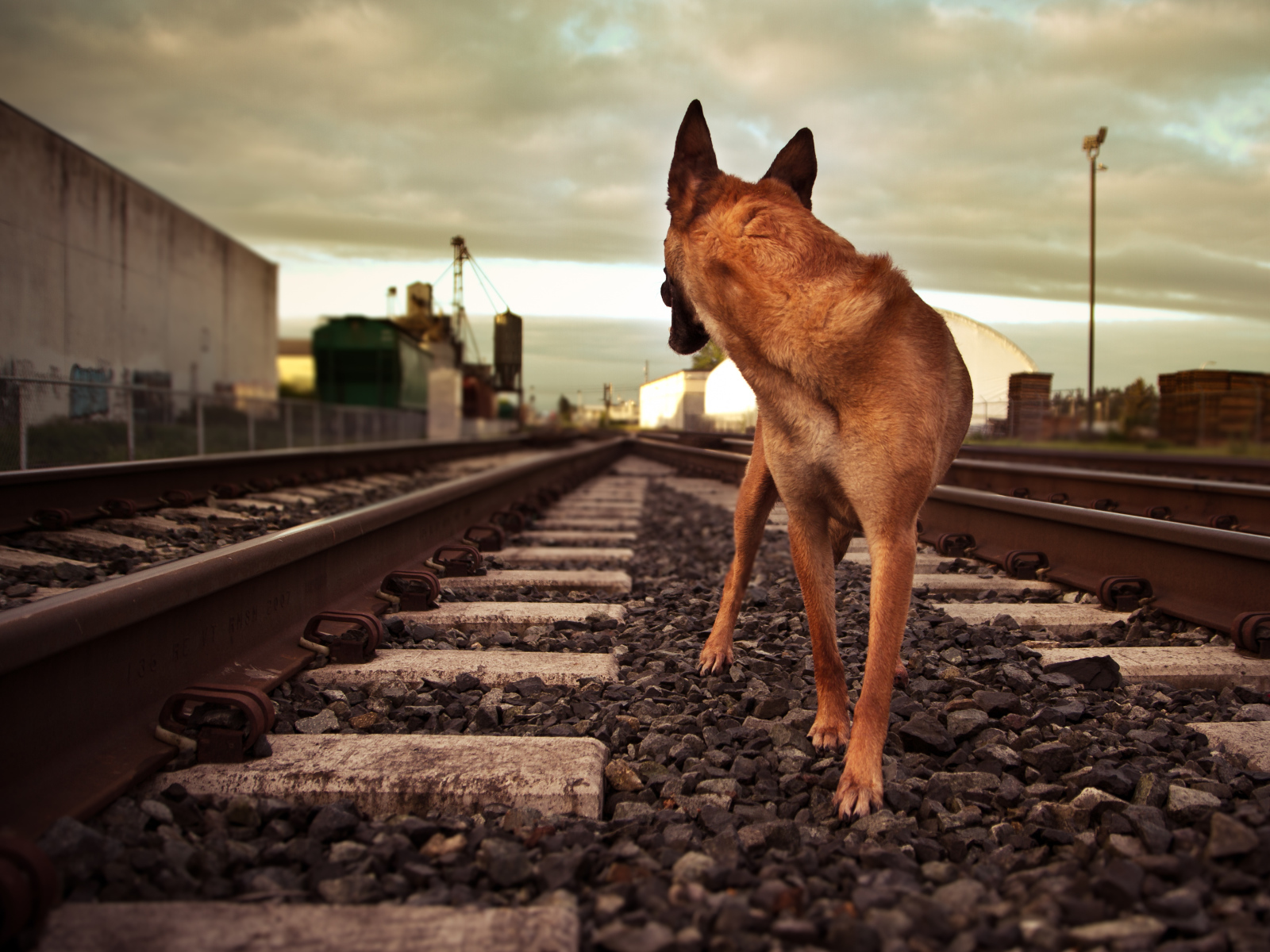 Немецкая овчарка бежит по железной дороге