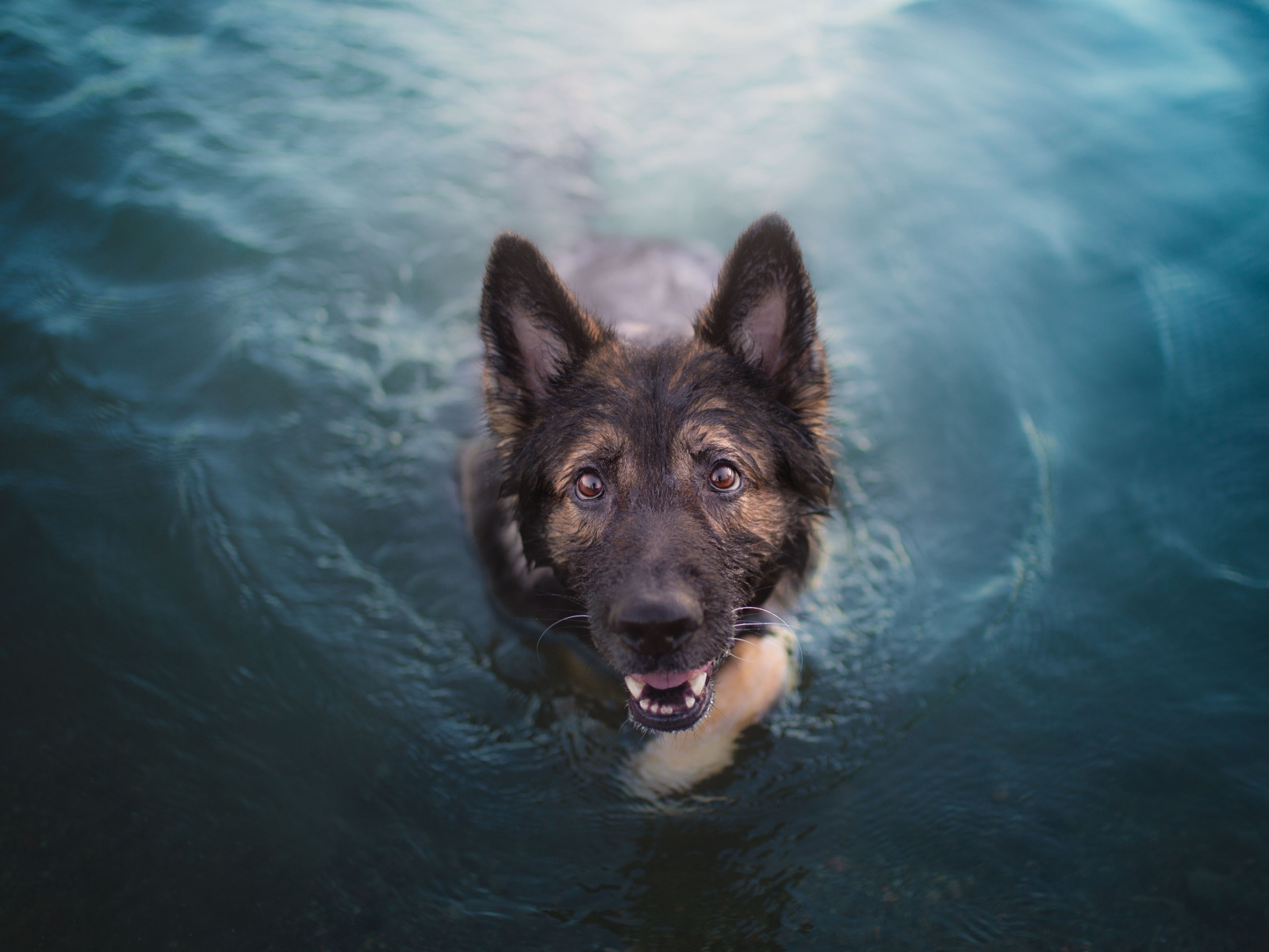 Немецкая овчарка в воде смотрит на  хозяина