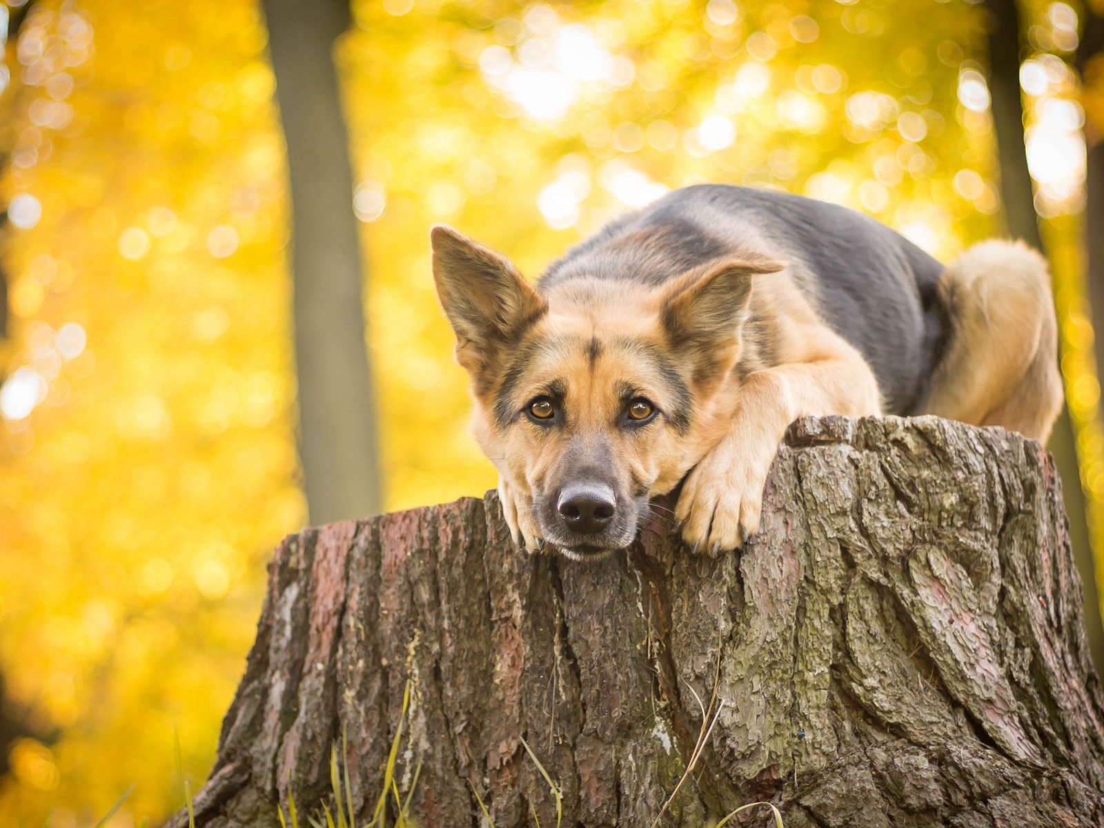 Немецкая овчарка лежит на пне