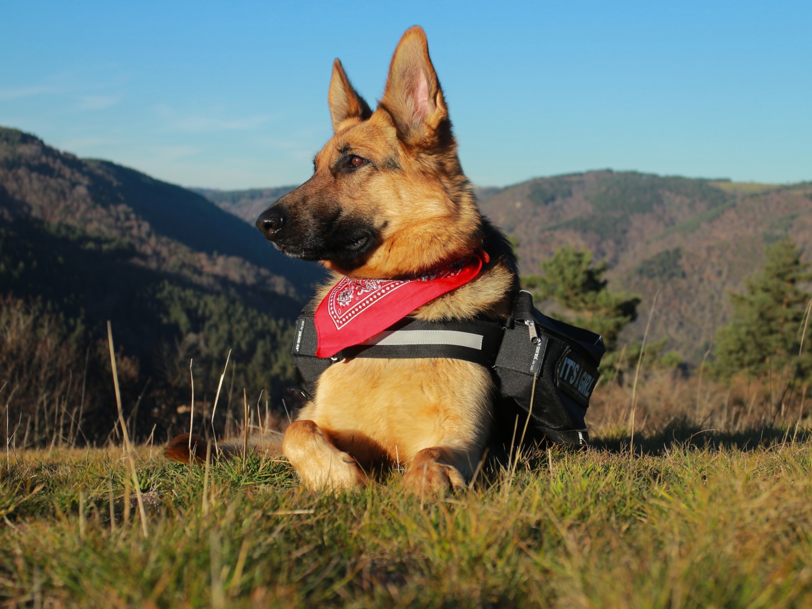 Немецкая овчарка с рюкзаком лежит на траве на фоне гор