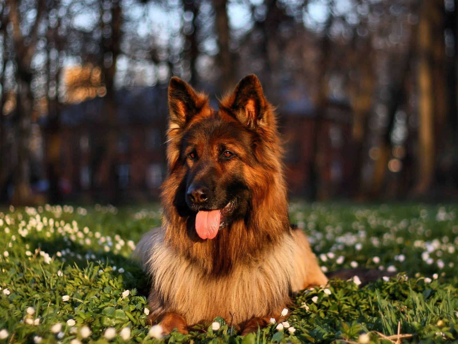 Немецкая овчарка с высунутым языком лежит на траве