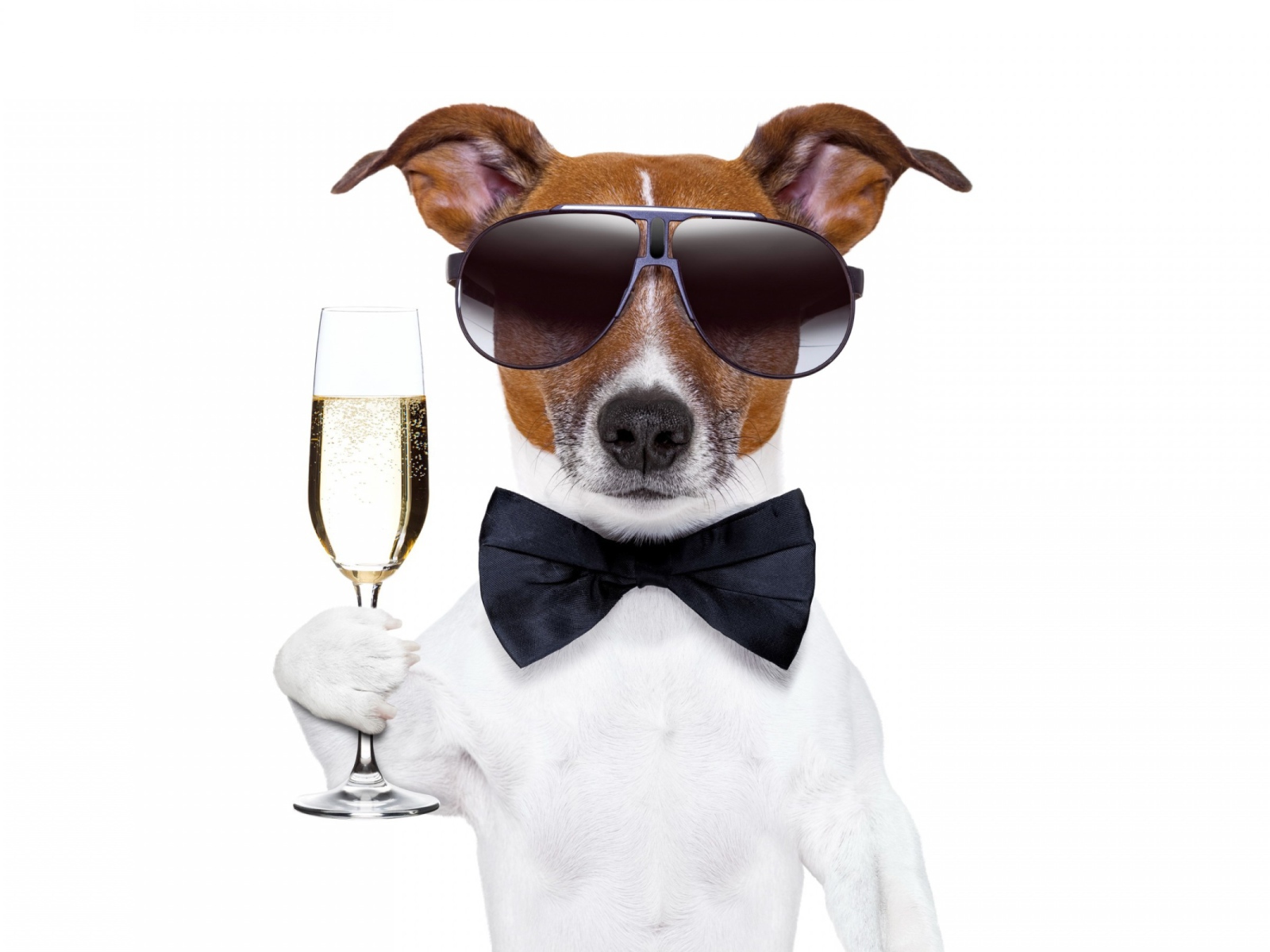 Джек-рассел-терьер в очках с фужером на белом фоне