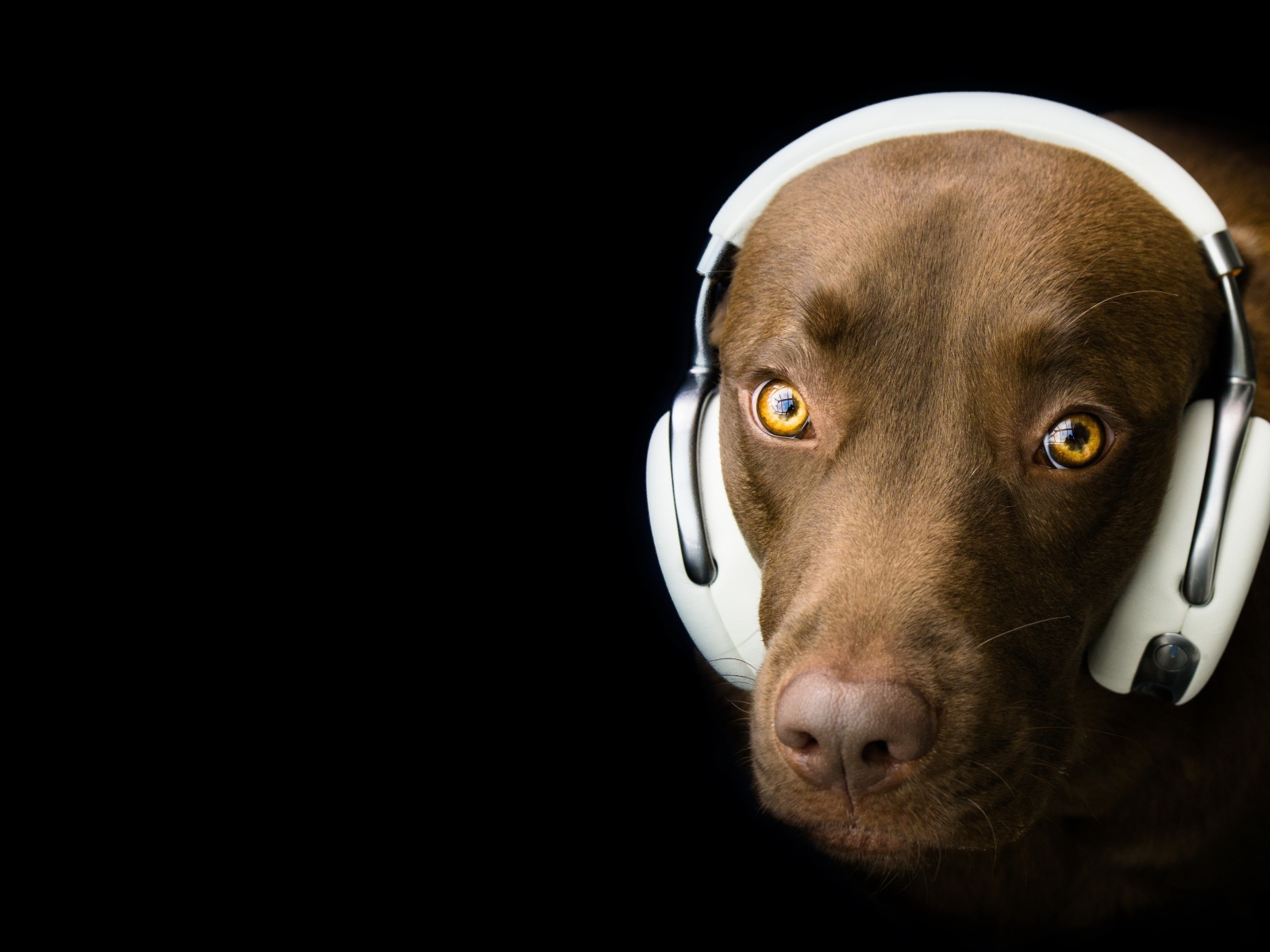 Лабрадор в наушниках на черном фоне