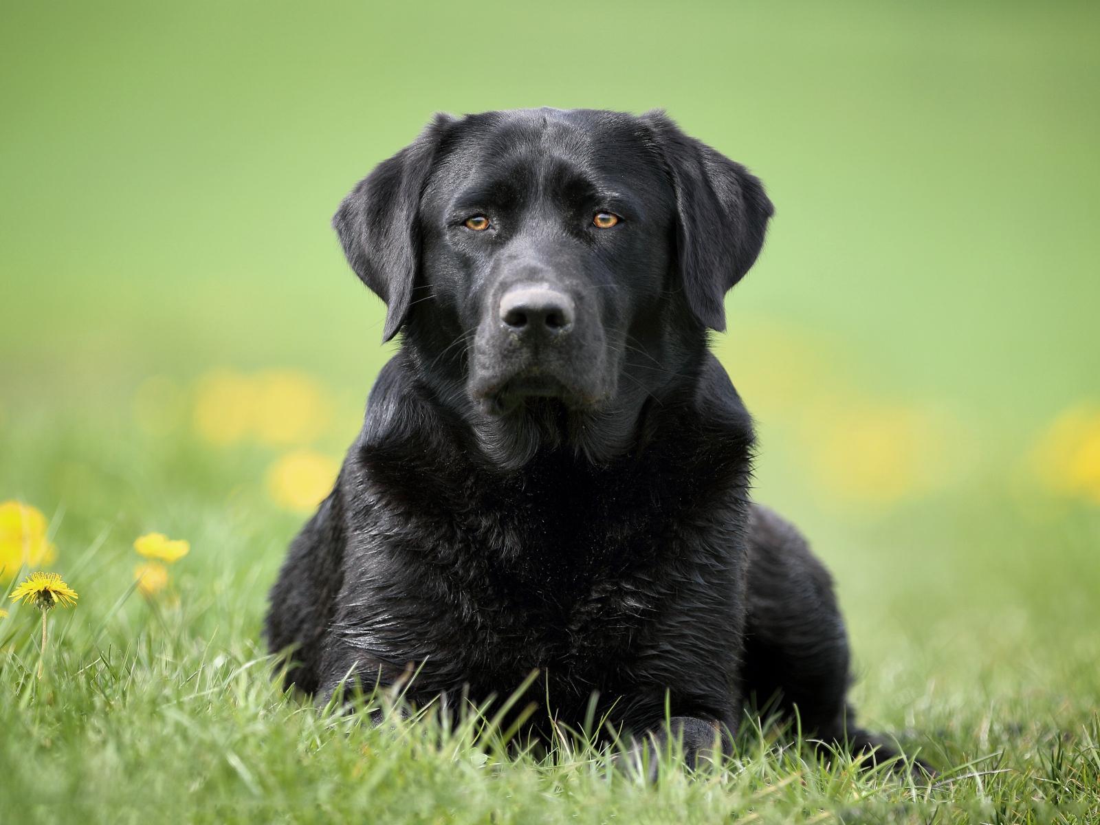 Большой черный лабрадор лежит на траве