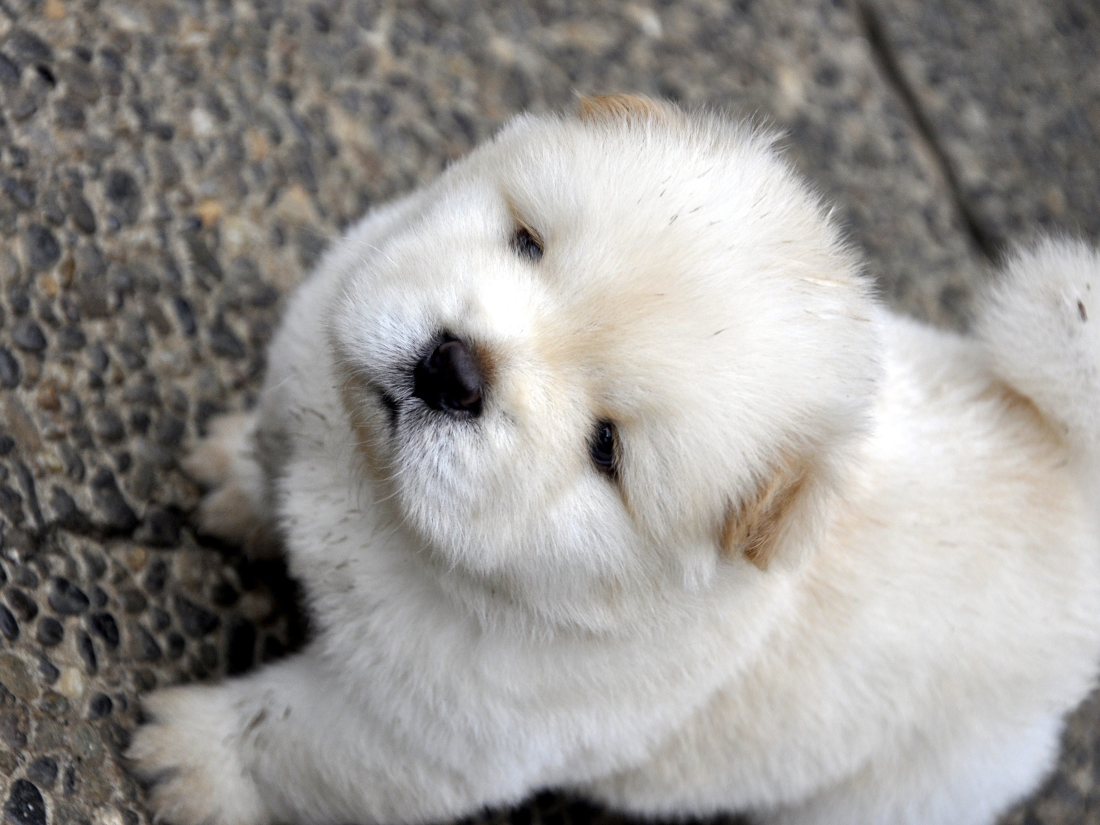 Маленький пушистый щенок чау чау