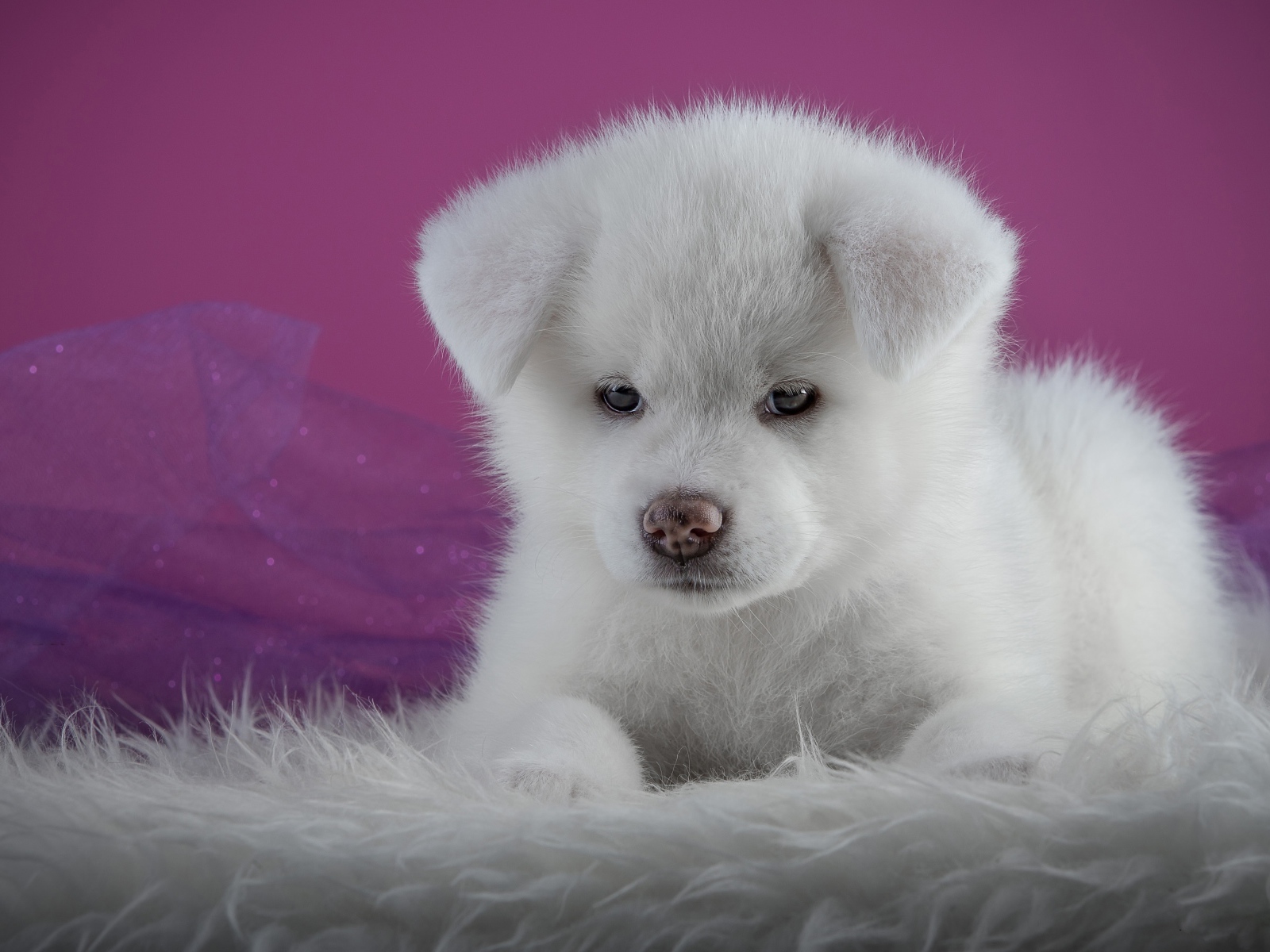 Маленький пушистый белый щенок  Акита-ину