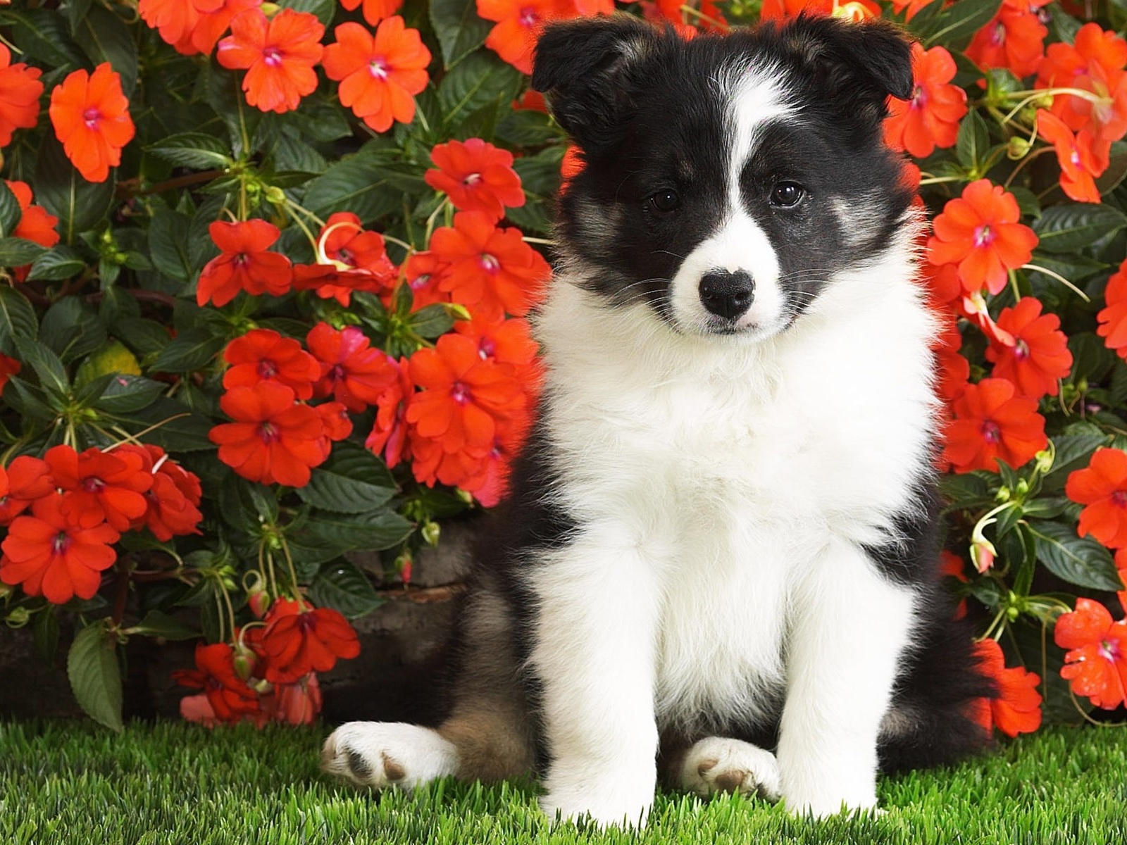 Маленький щенок сидит в красных цветах