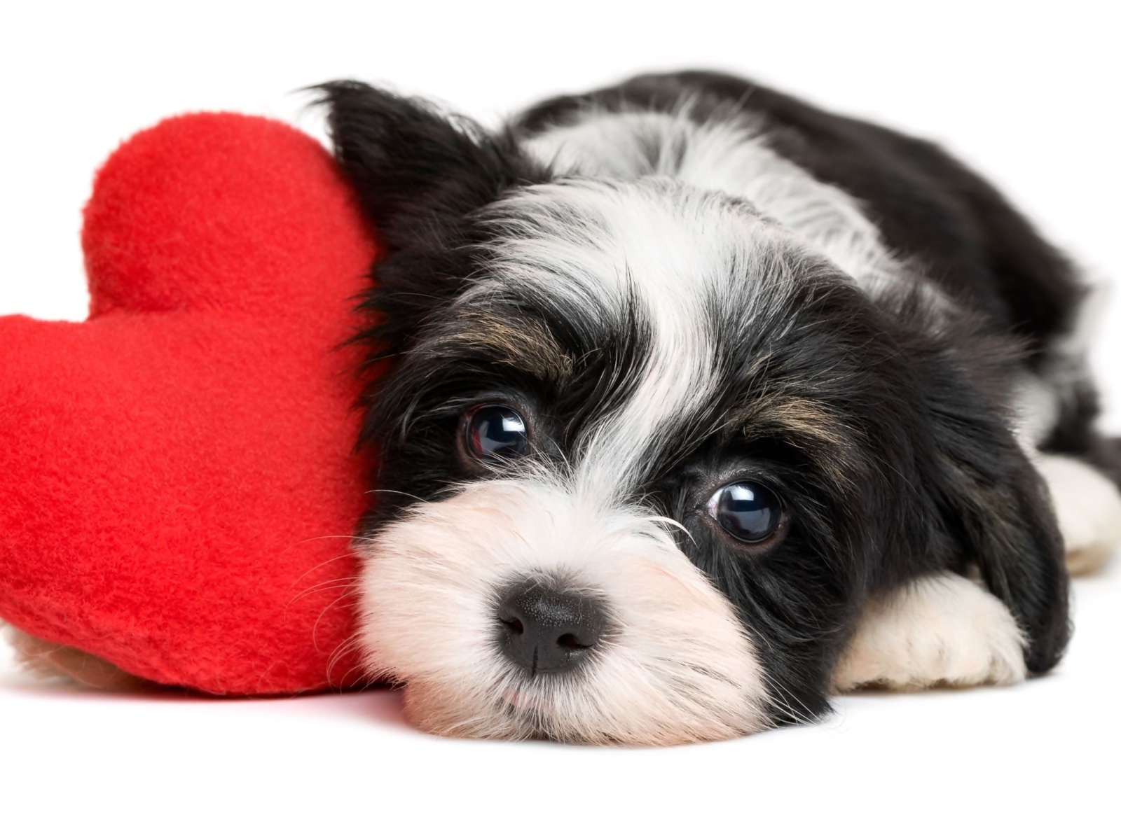 Маленький щенок с красным плюшевым сердцем на белом фоне