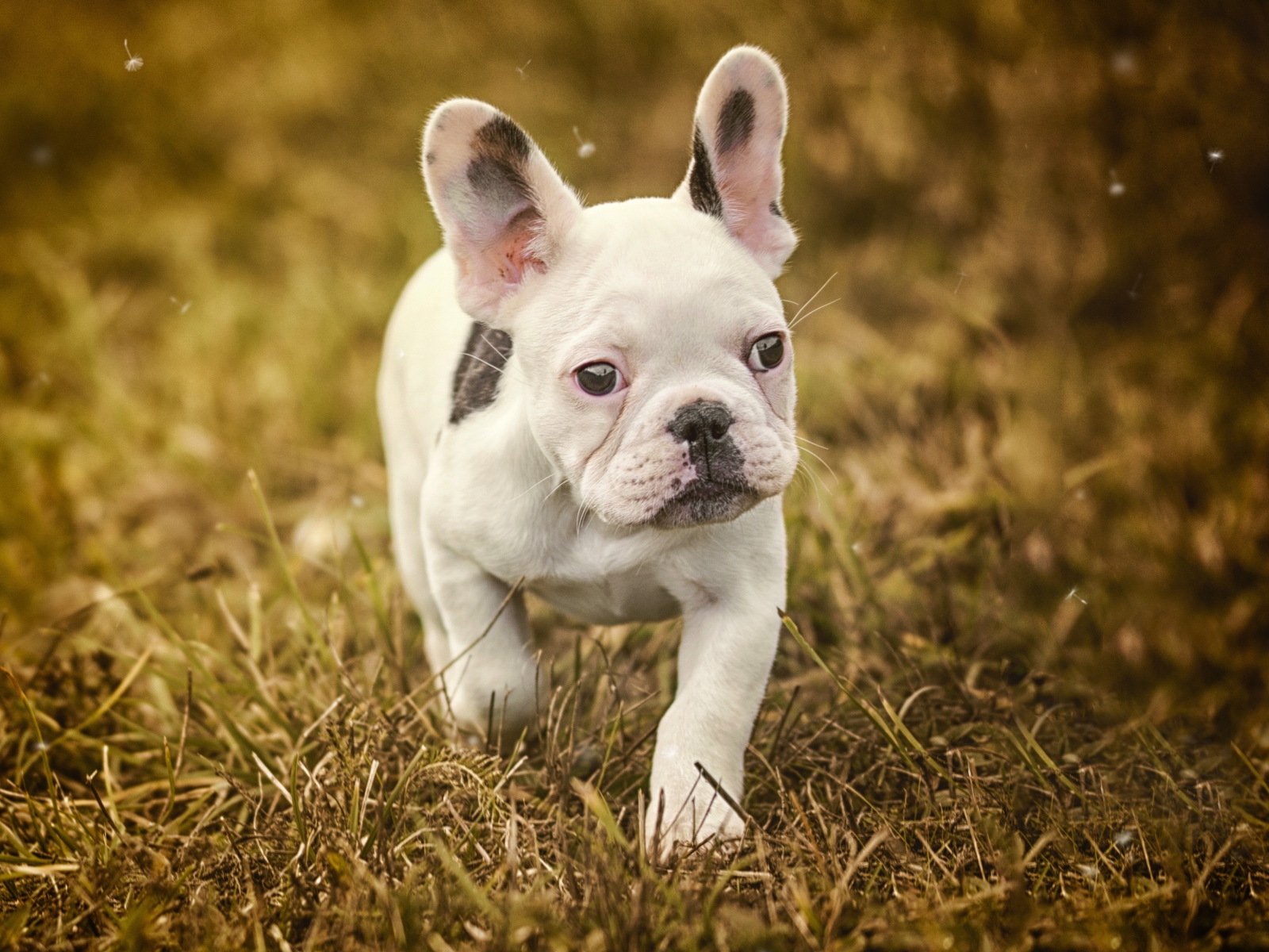 Маленький белый щенок французского бульдога идет по траве