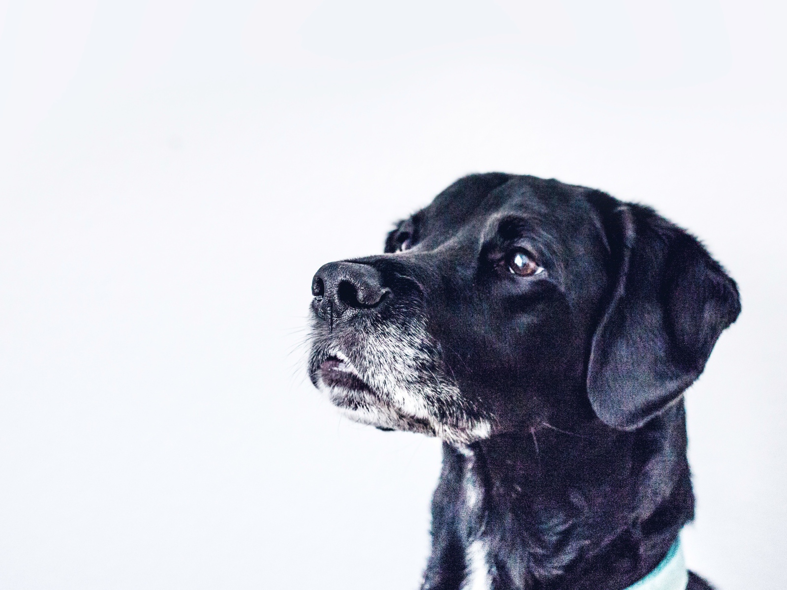 Морда черного дога на сером фоне