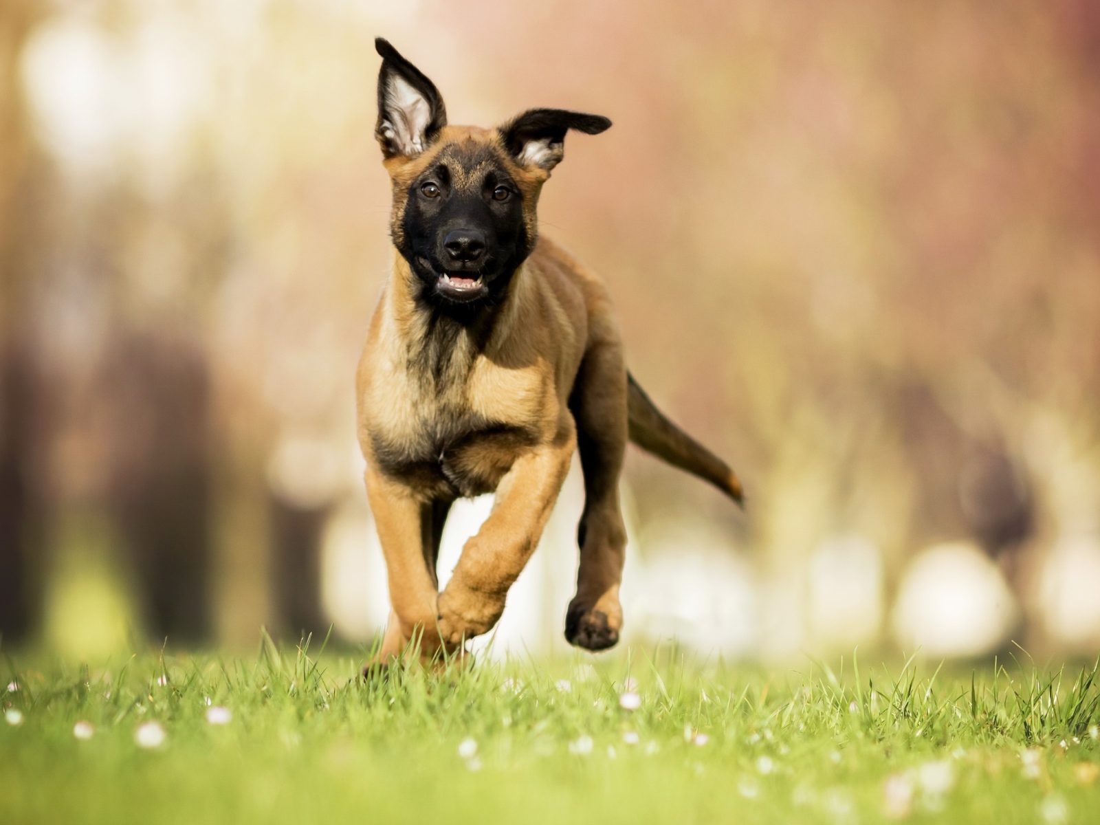 Щенок бельгийской овчарки малинуа бежит по зеленой траве