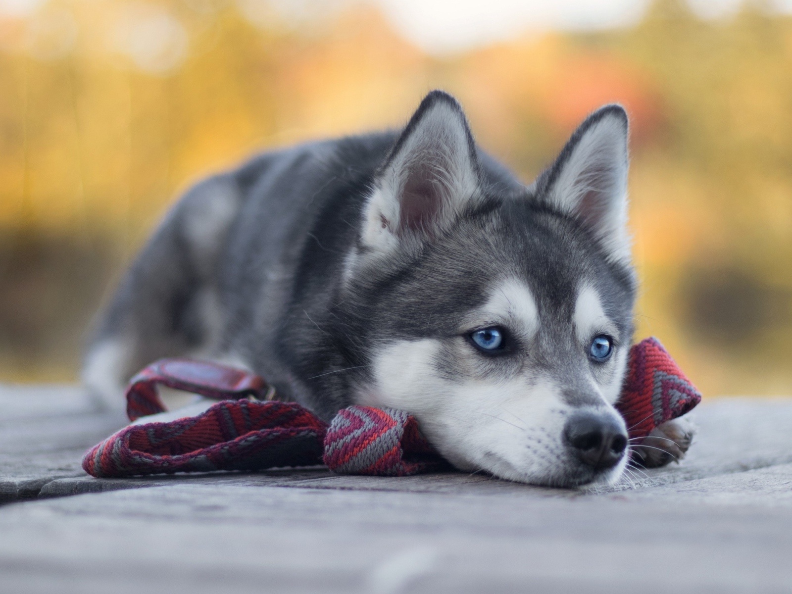 Грустный голубоглазый хаски с поводком 