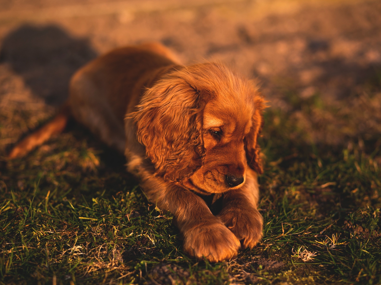 Грустный щенок кокер спаниеля лежит на траве