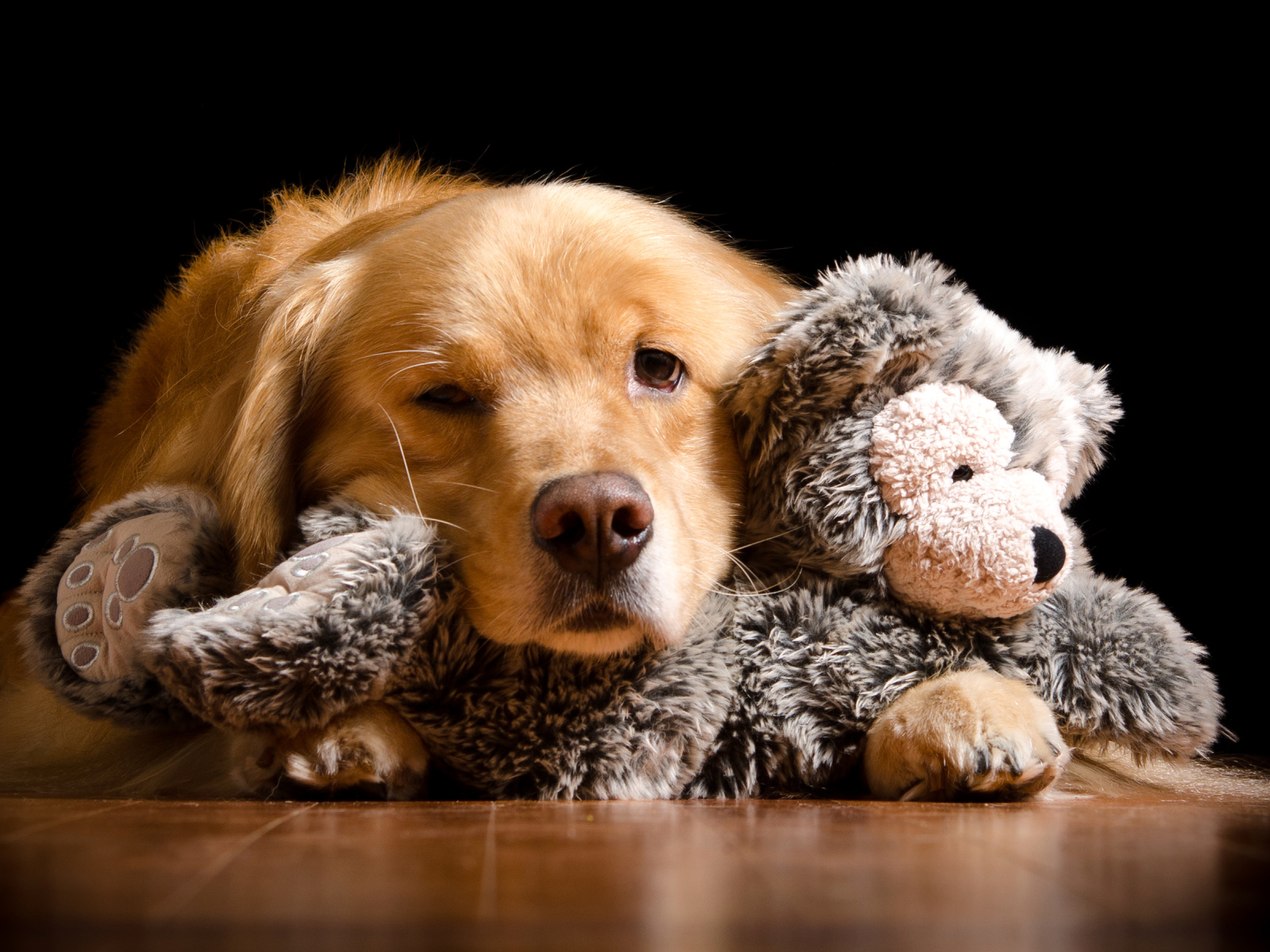 Сонный золотистый ретривер с игрушкой