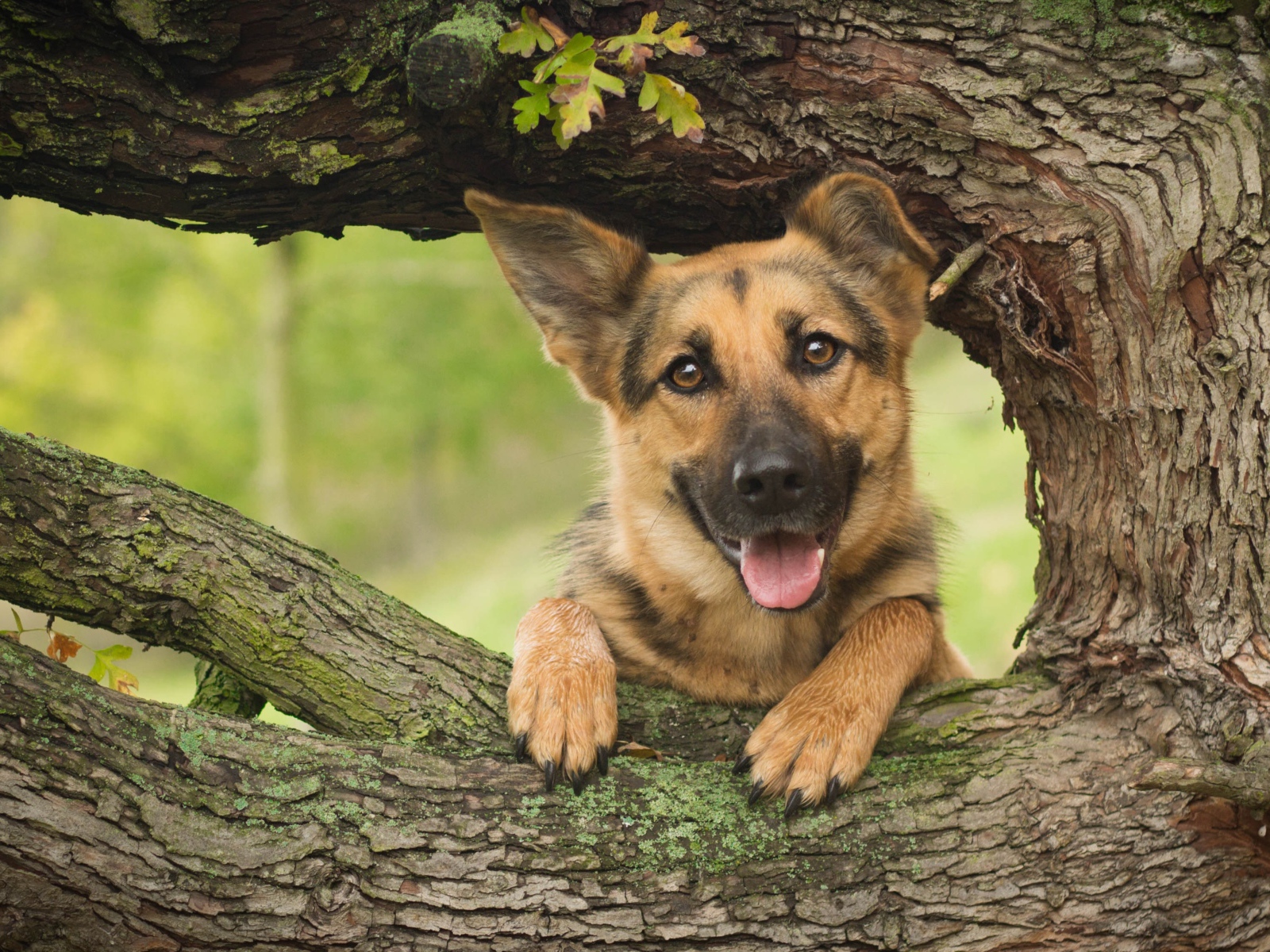 Немецкая овчарка с высунутым языком стоит у дуба