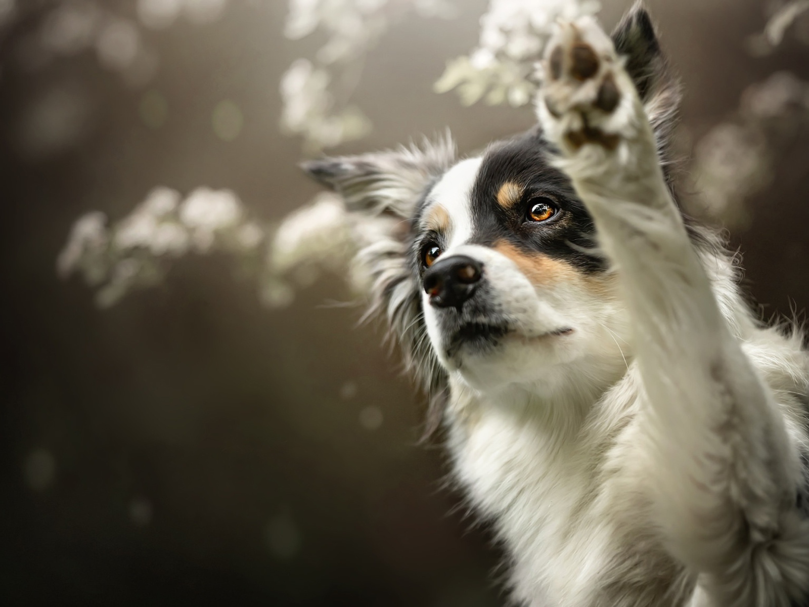 Собака породы Бордер-Колли подает лапу