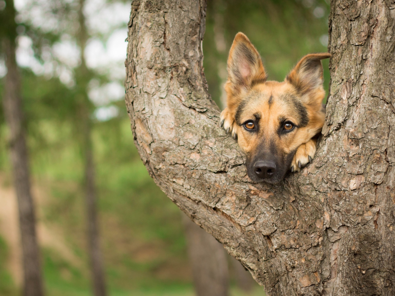 Морда немецкой овчарки лежит на дереве